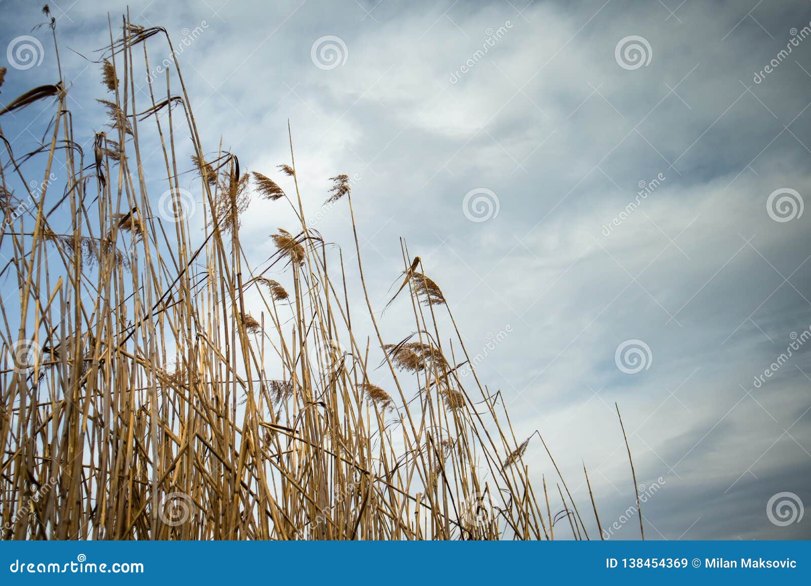 Beautiful Wallpaper of Dry Reed Plant with Dark Clouds in the Background Stock Image - Image of flora, garden: 138454369 Beautiful Wallpaper of Dry Reed Plant with Dark Clouds in the Background Stock Image - Image of flora, garden: 138454369