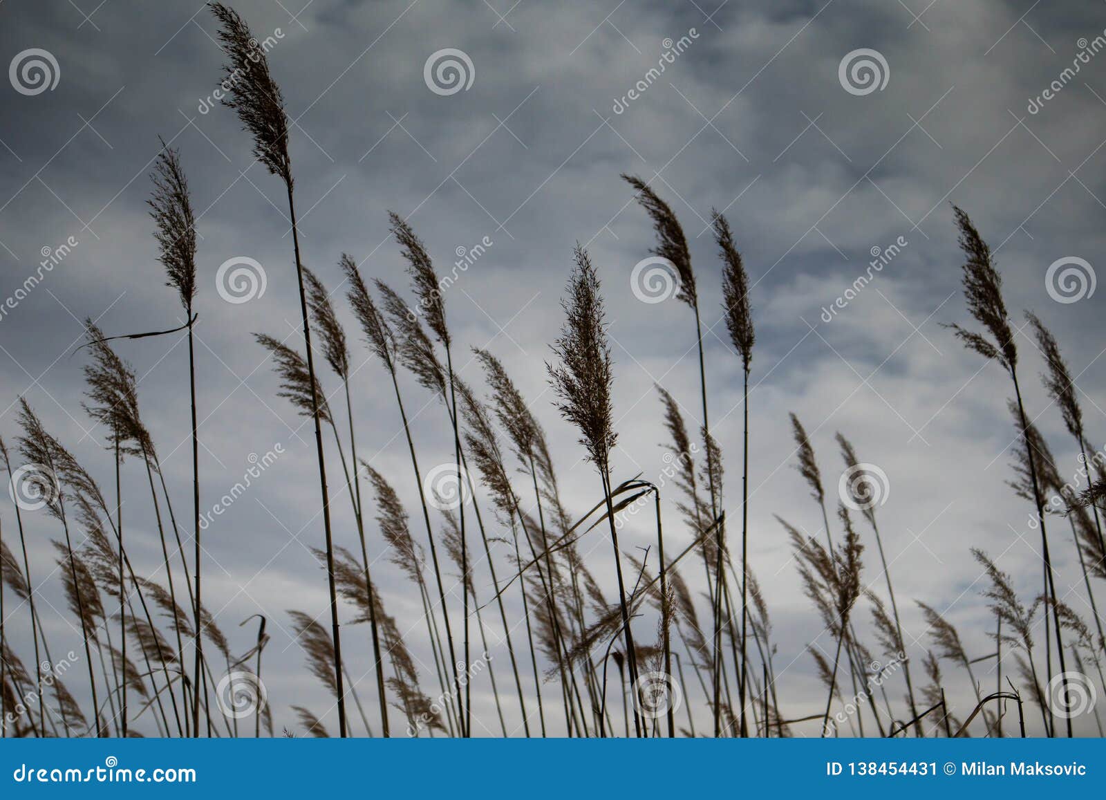 Beautiful Wallpaper of Dry Reed Plant with Dark Clouds in the Background  Stock Image - Image of golden, branch: 138454431