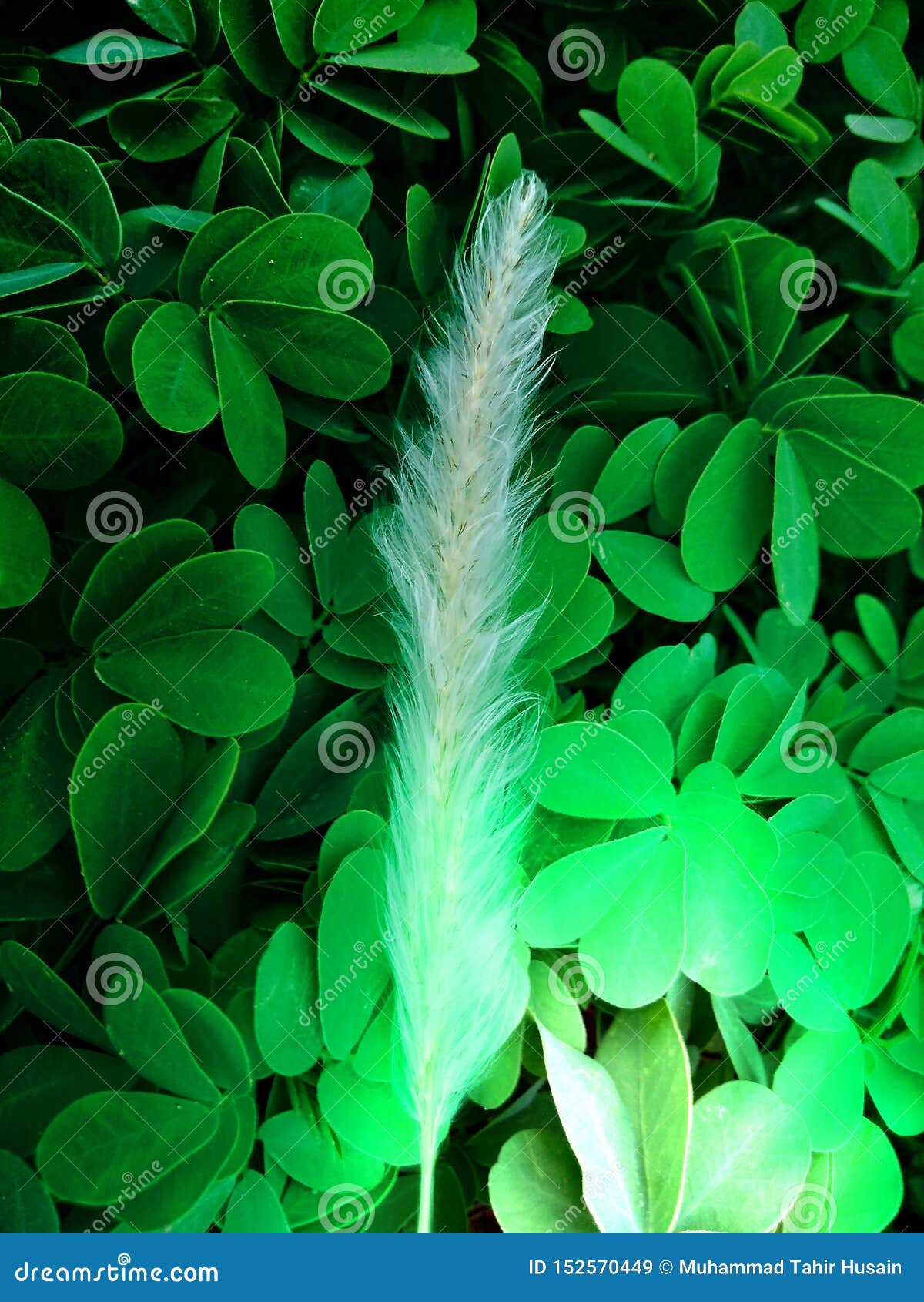 A Beautiful Wallpaper in Green Colour Stock Image - Image of light,  background: 152570449