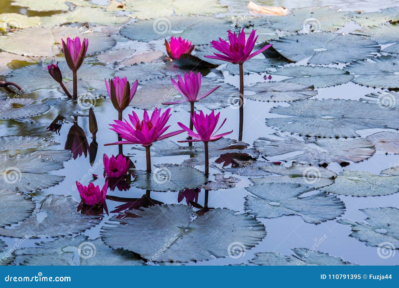 Water lilies on a pond stock image. Image of lotus, ecosystem 110791395