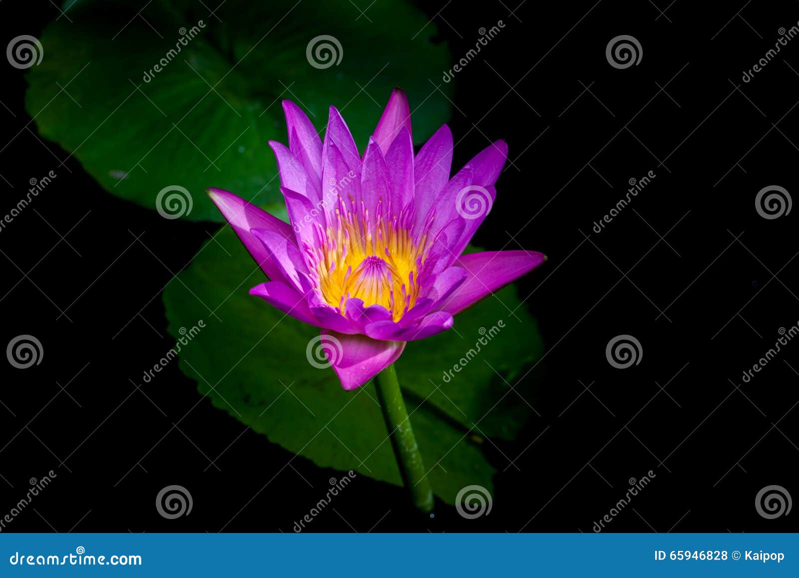 Beautiful water Lily stock photo. Image of beauty, blossom 65946828