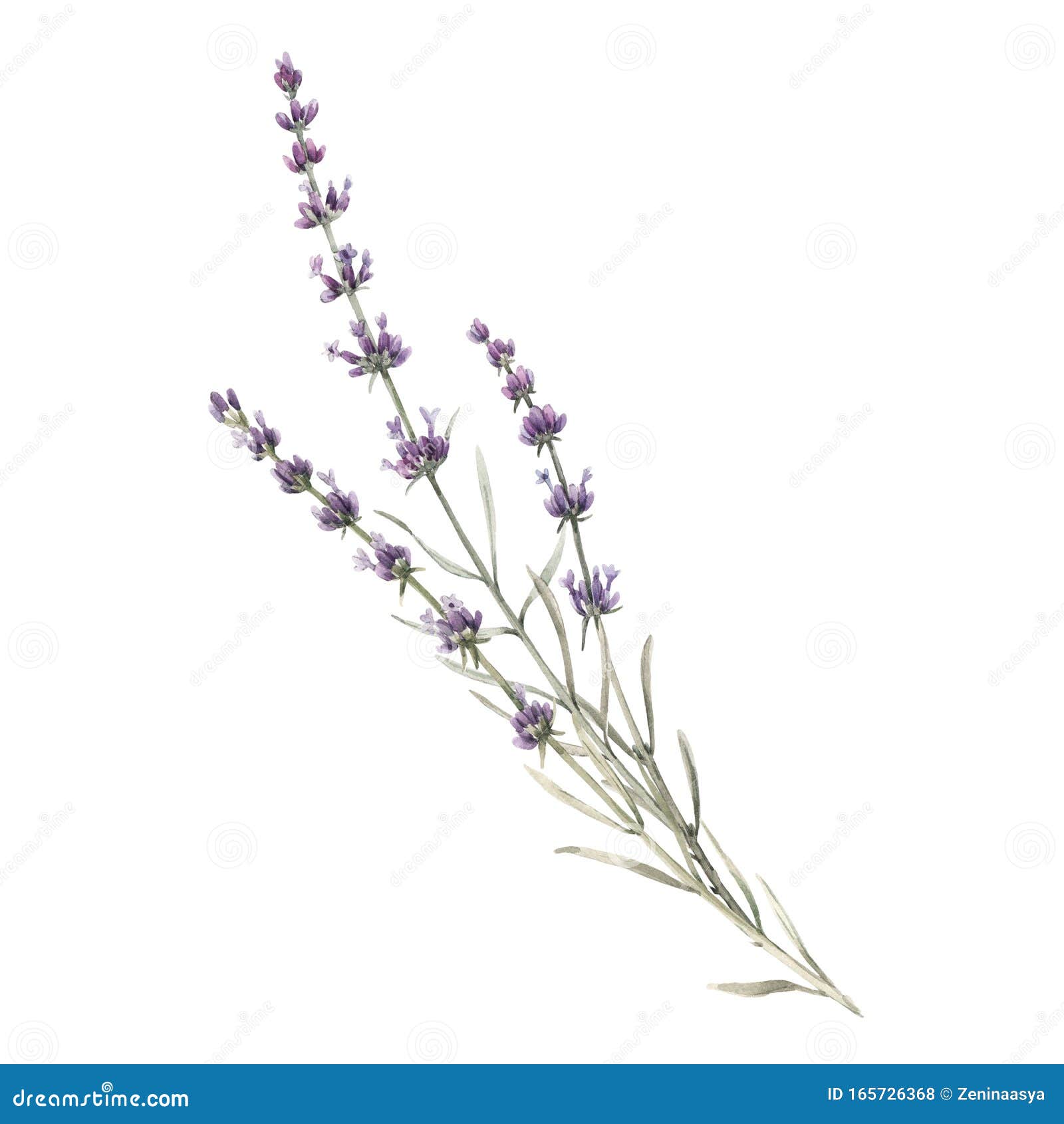 Beautiful Watercolor Floral Bouquet with Isolated Lavanda Flowers ...
