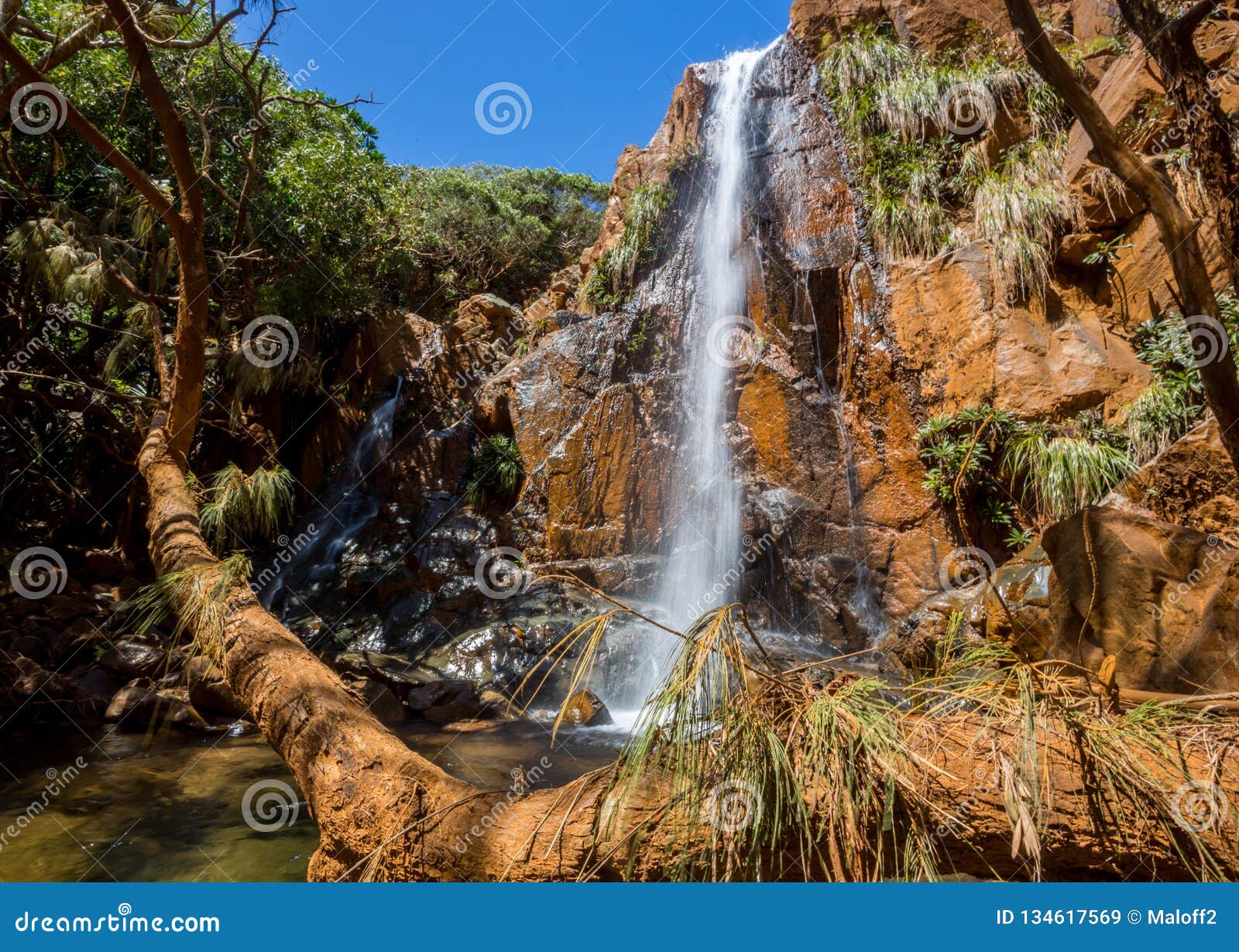 Beautiful Waterfall Falls from a Rusty Color Cliff in Evergreen Forest Behind a Pine Tree. New Caledonia, Melanesia, Oceania. Stock Image - Image of impressive, fall: 134617569