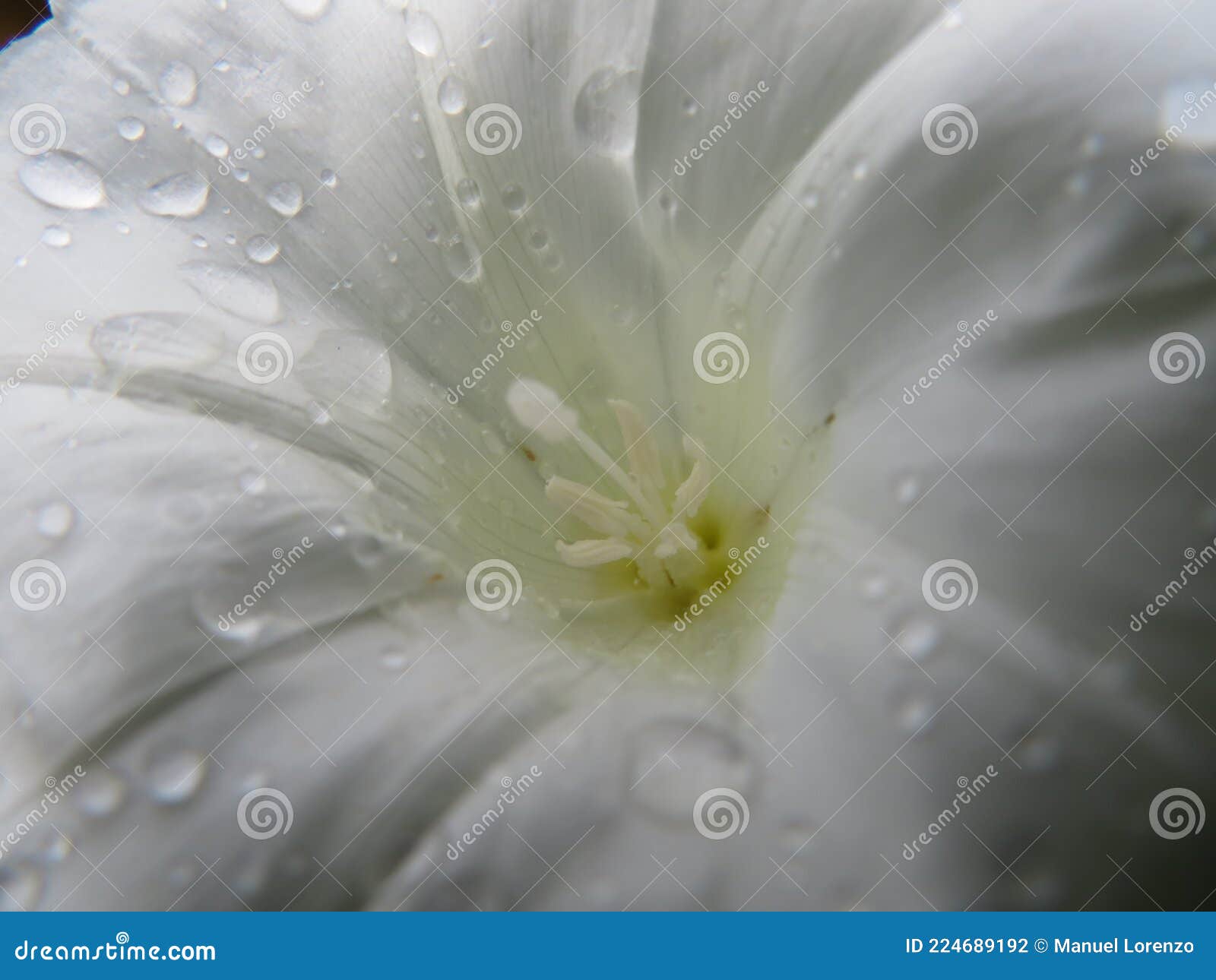 beautiful wet white flower with natural macro detail