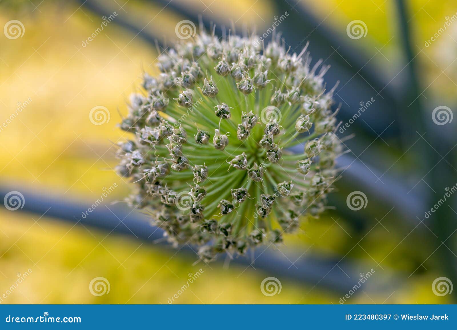 Beautiful White Allium Circular Globe Shaped Flowers. Stock Image
