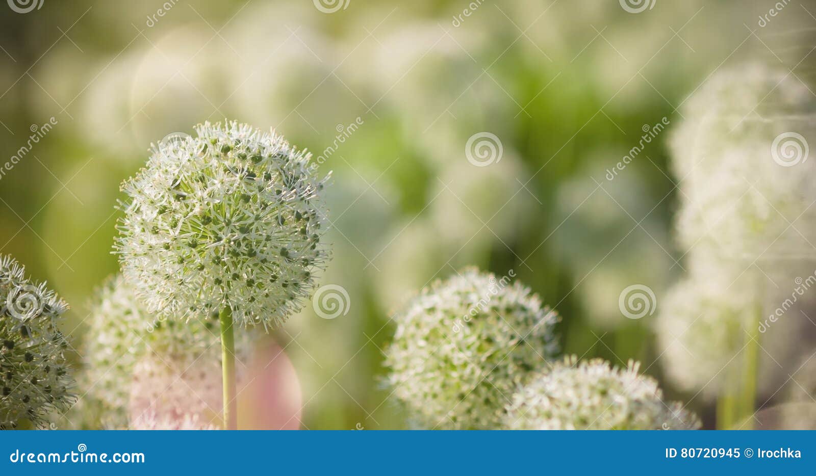 Beautiful White Allium Circular Globe Shaped Flowers Blow in the Wind