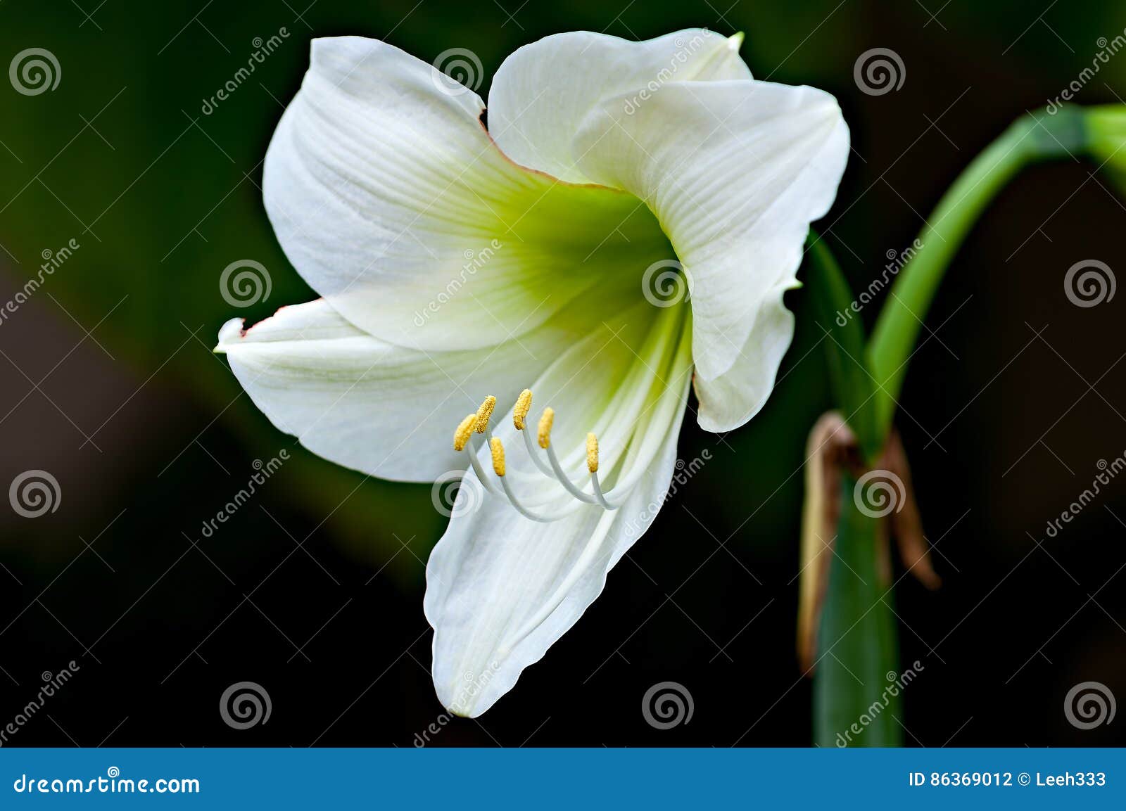 Beautiful White Amaryllis Flower. Stock Photo Image of green