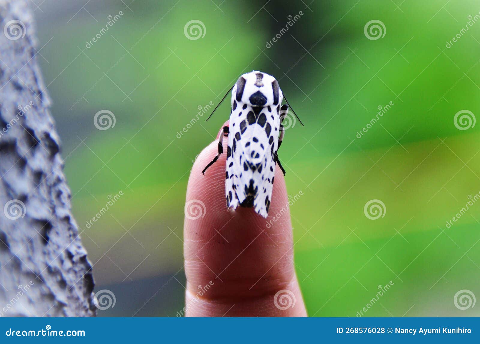 the beautiful white and black scribe hypercompe wing on the finger