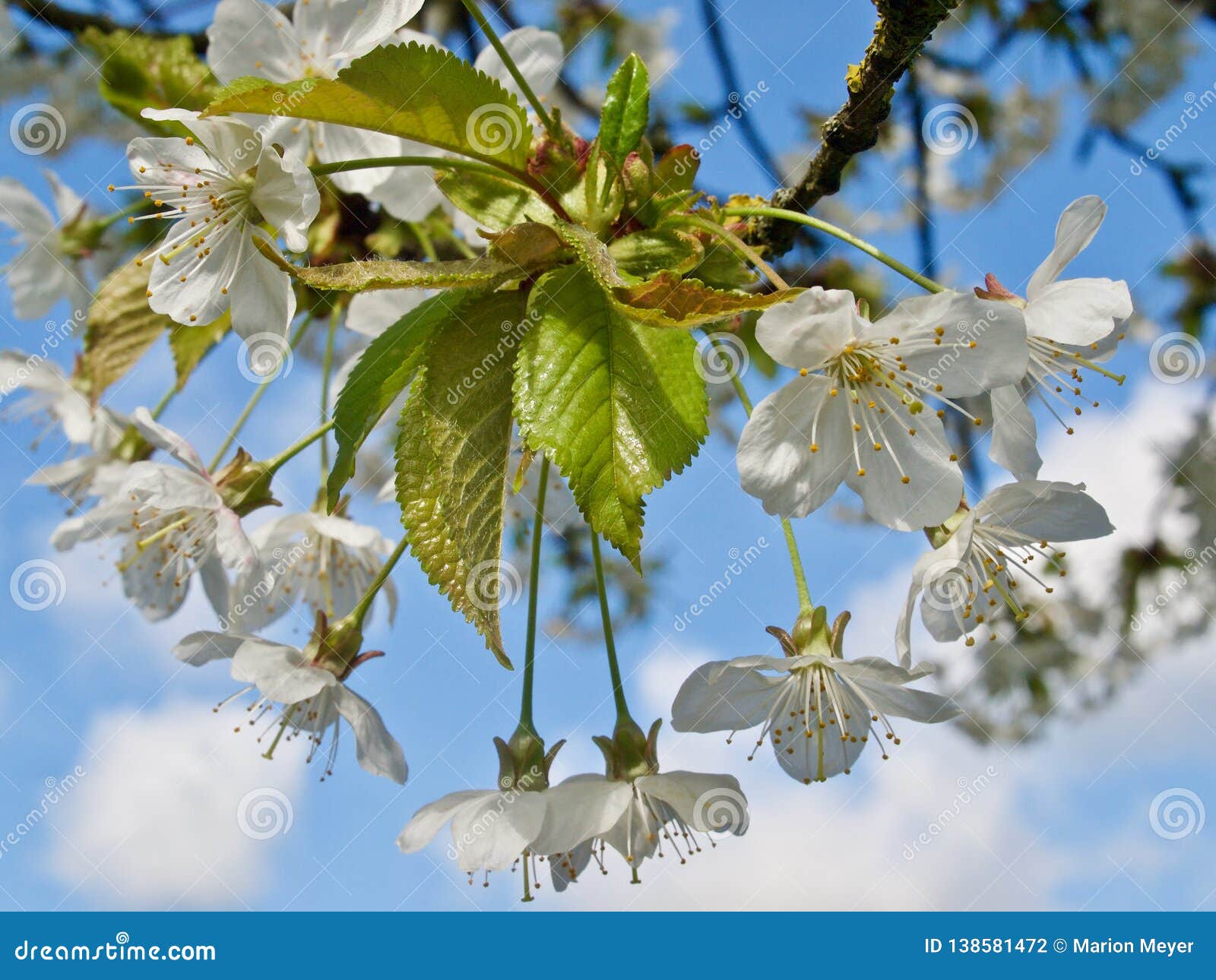 Beautiful White Blossoms of an Apple Tree Stock Photo Image of nature