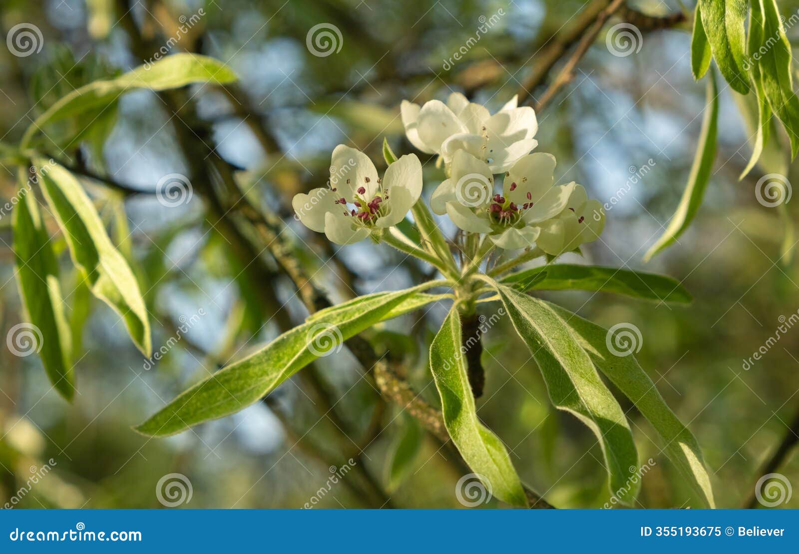 beautiful white blossoms of a blooming pear tree on a tree branch with bright green leaves and soft natural light. soft