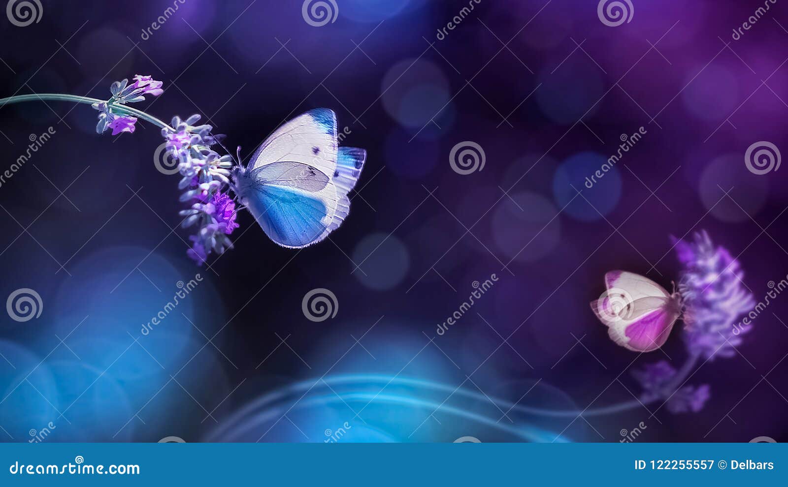 beautiful white blue butterflies on the flowers of lavender. summer spring natural image in blue and purple tones.