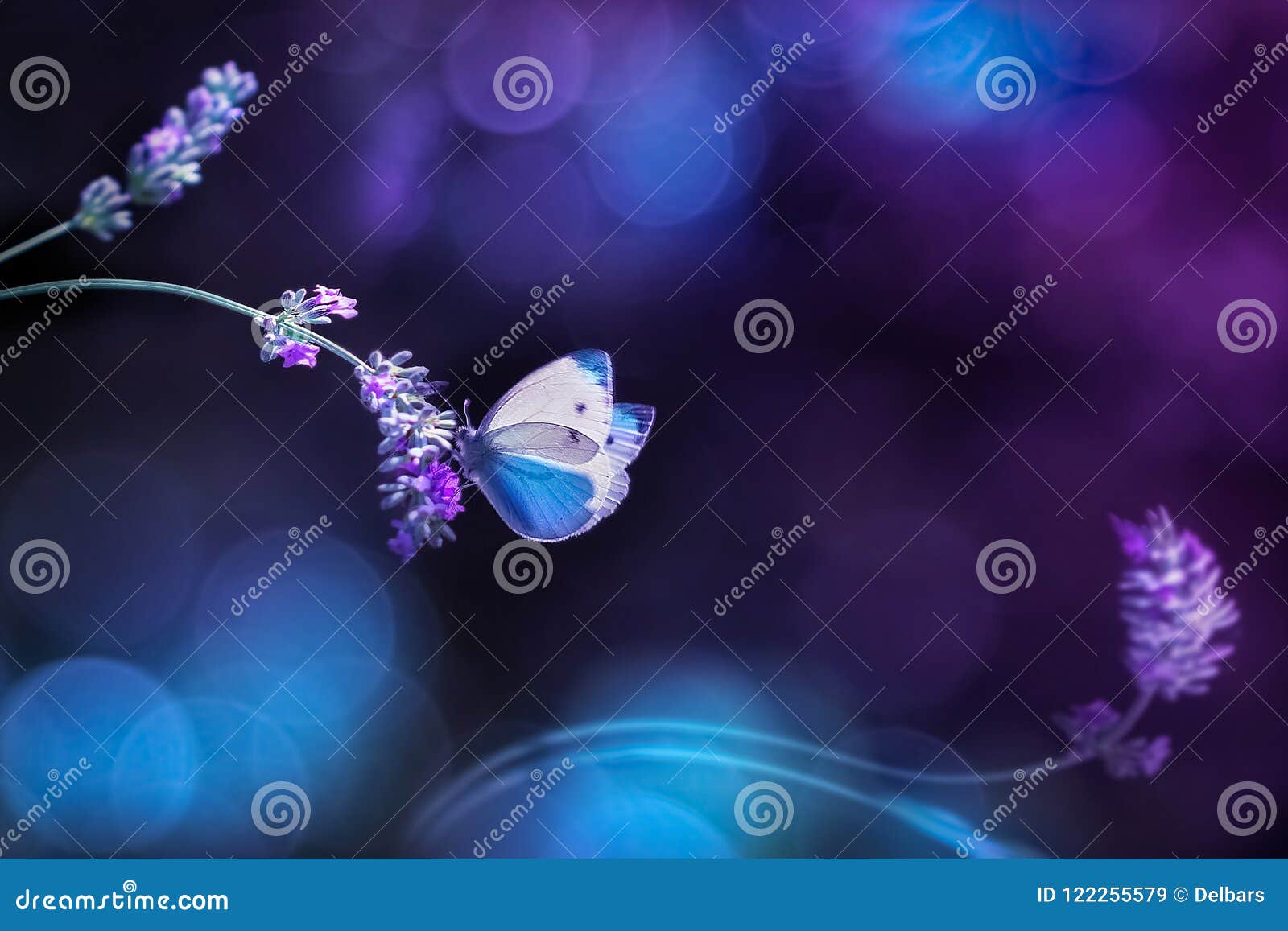 Shaper Purple Stock Photos - Free & Royalty-Free Stock Photos from  Dreamstime