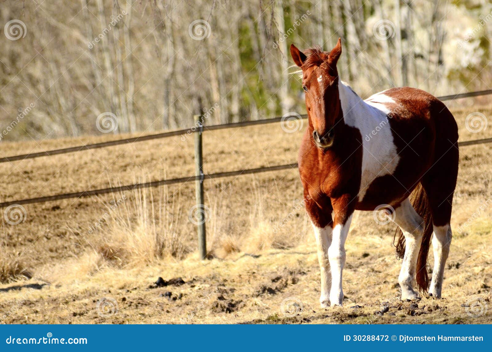 Brown white horse stock photo. Image of gallop, fields 30288472