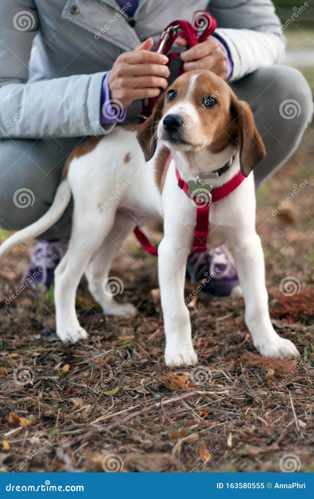 red and white coonhound