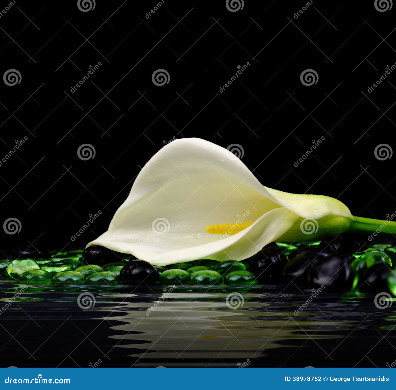 Beautiful white Calla lily stock photo. Image of decoration 38978752