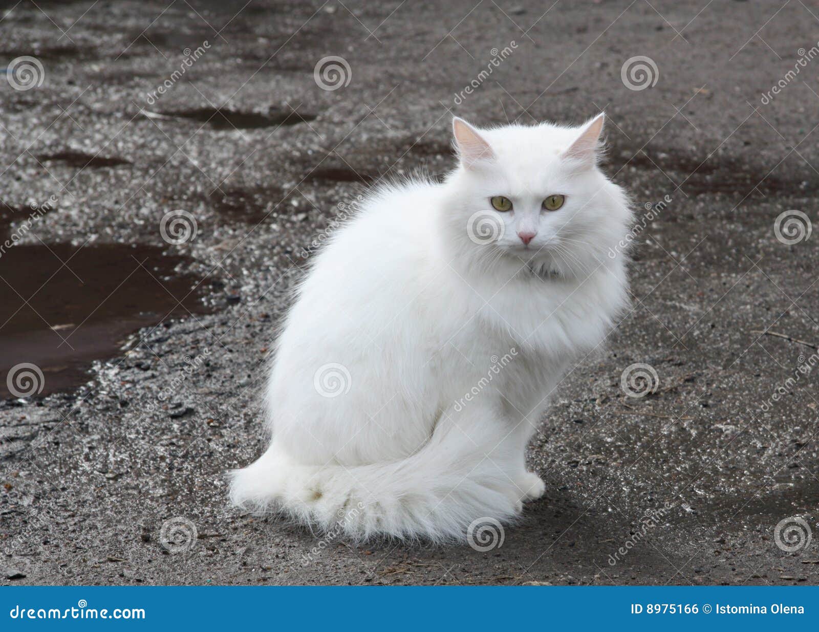 Beautiful White Cat Stock Photo Image Of Cheerful Silver 8975166