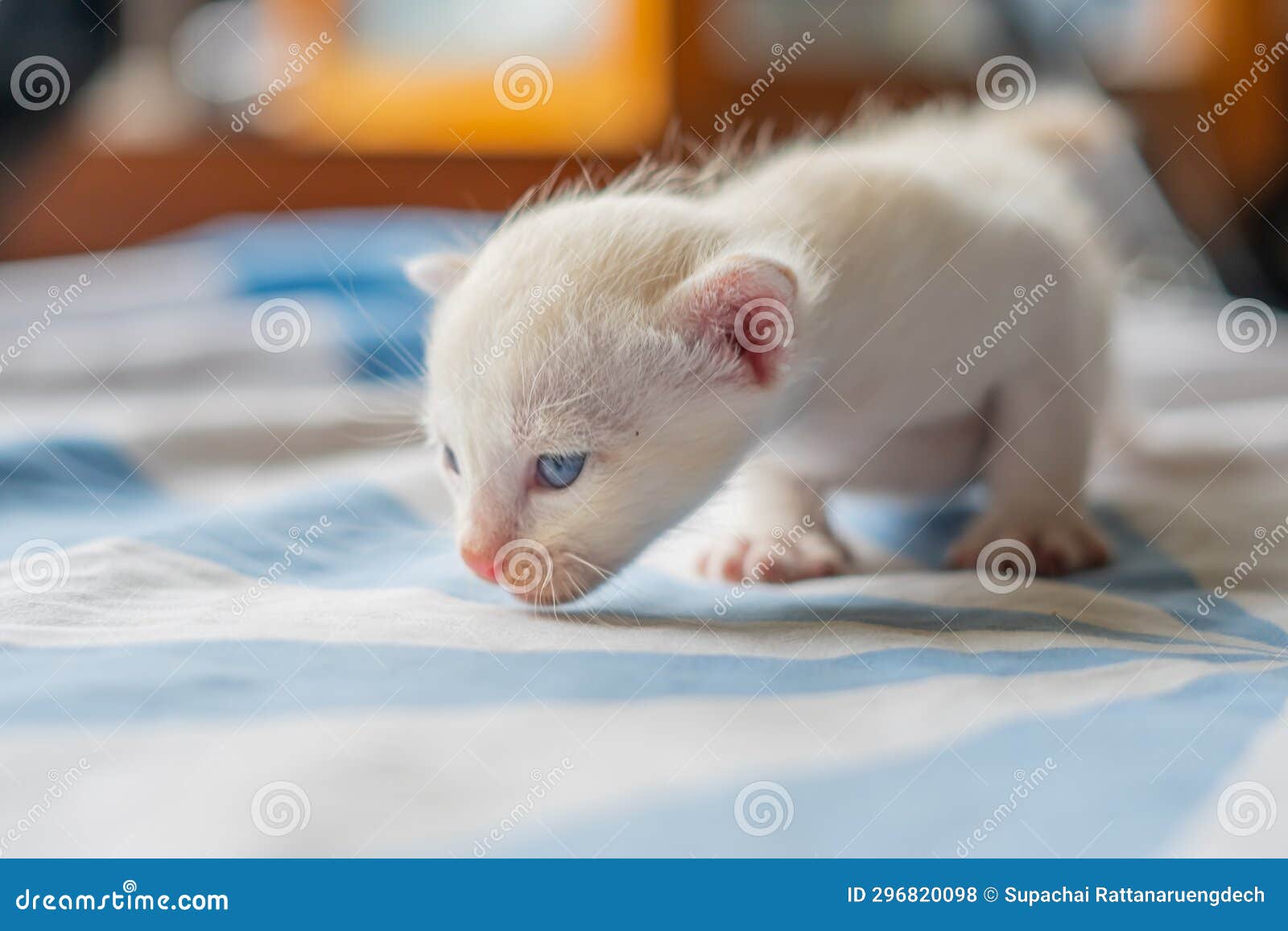 White cat with blue eyes stock photo. Image of smile 296820098