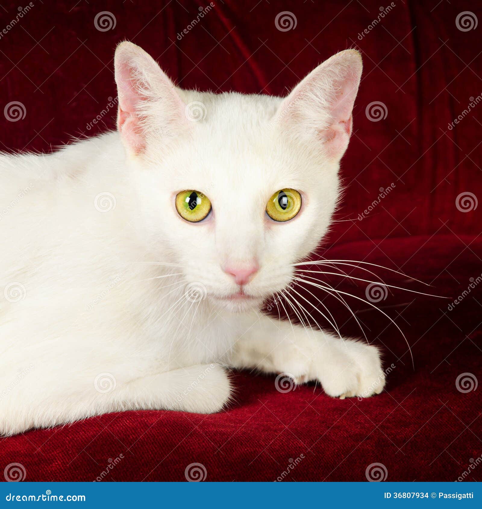 Beautiful White Cat Kitten on Red Velvet Couch Stock Photo Image of