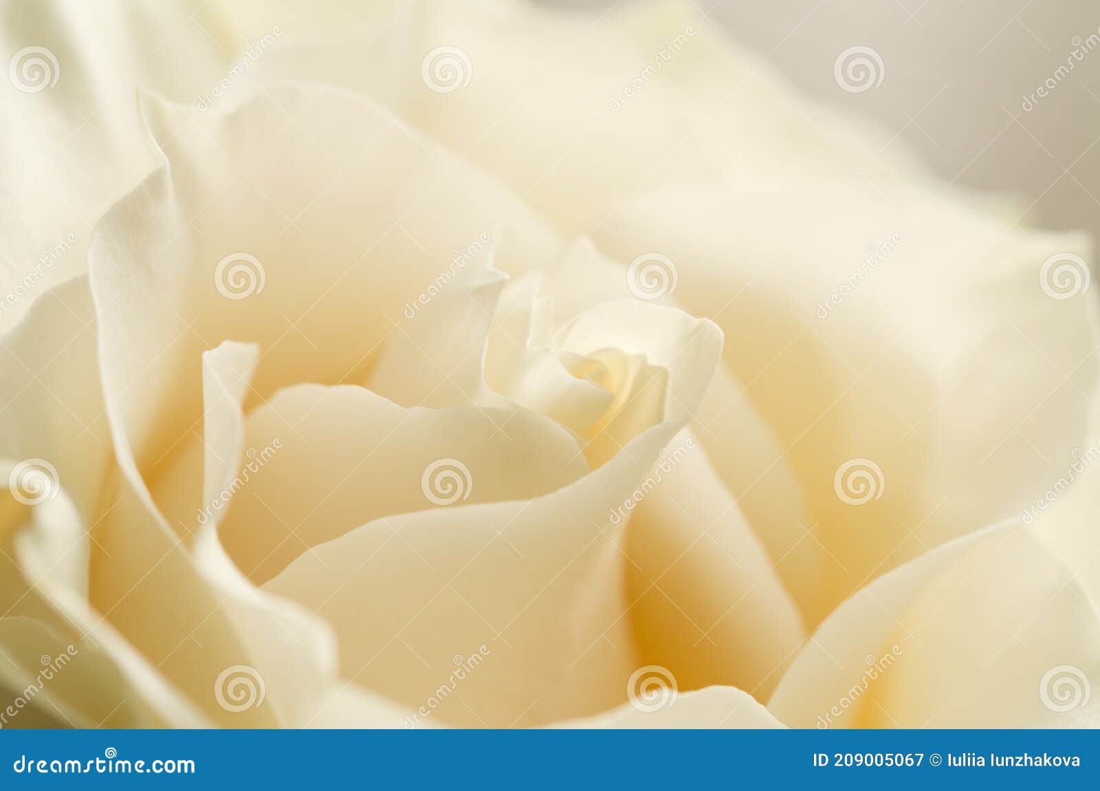 beautiful white chocolate or creme rose petals close up with soft focus.
