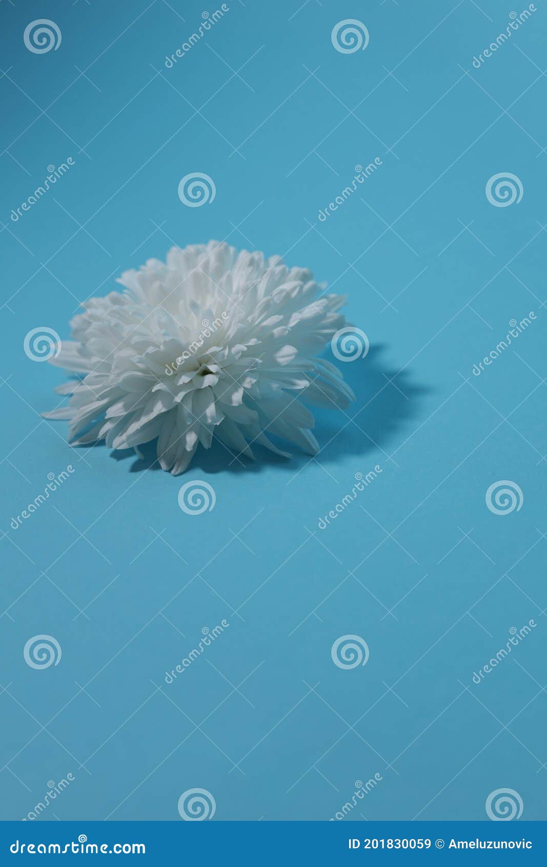 A Beautiful White Chrysanthemum on a Light Blue Background Stock Image Image of beautiful