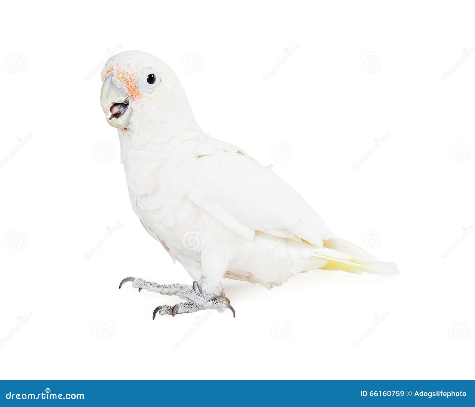 beautiful white cockatoo bird - side view