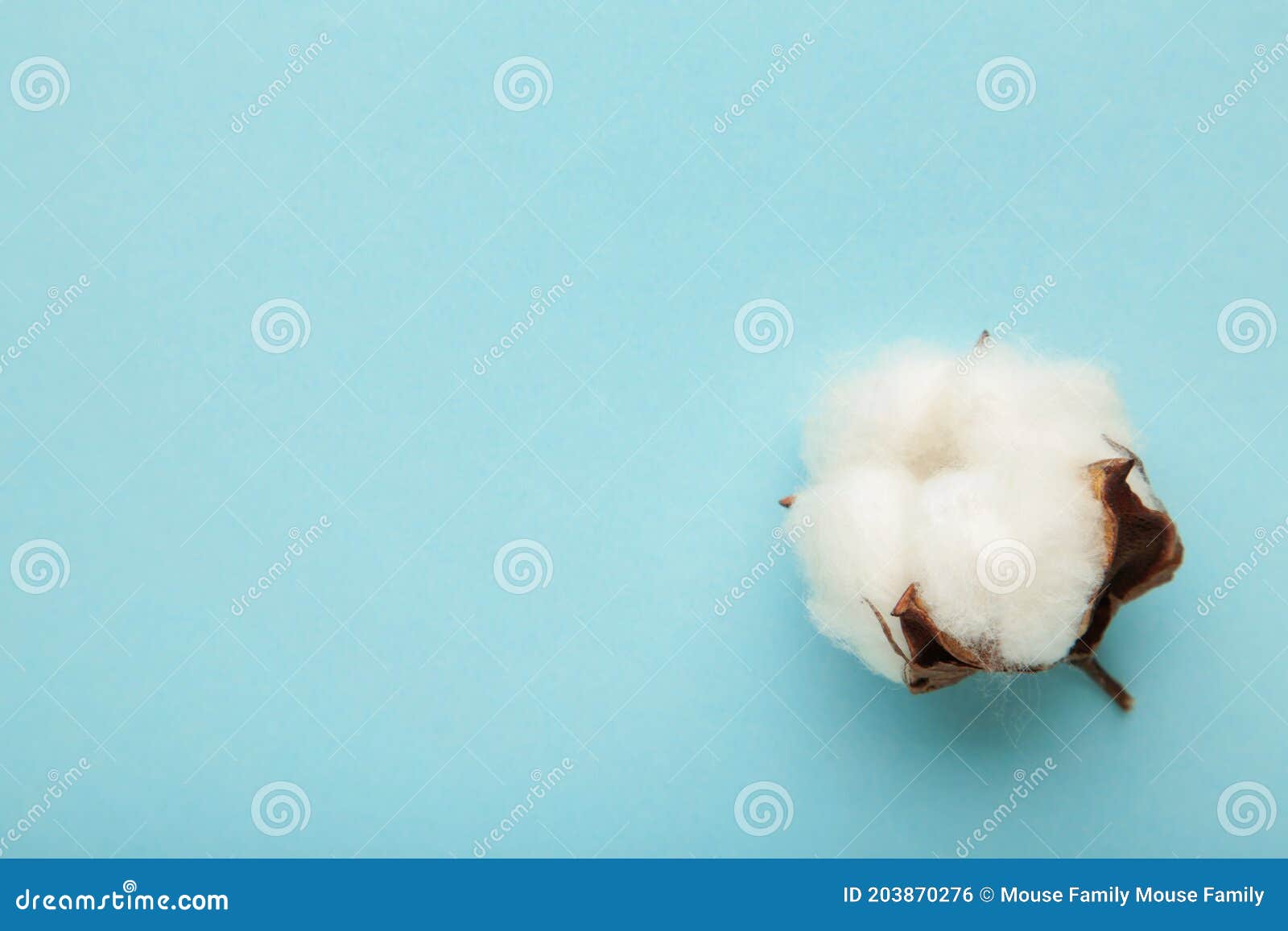 Beautiful White Cotton Flower on Blue Background with Copy Space Stock Photo Image of flat