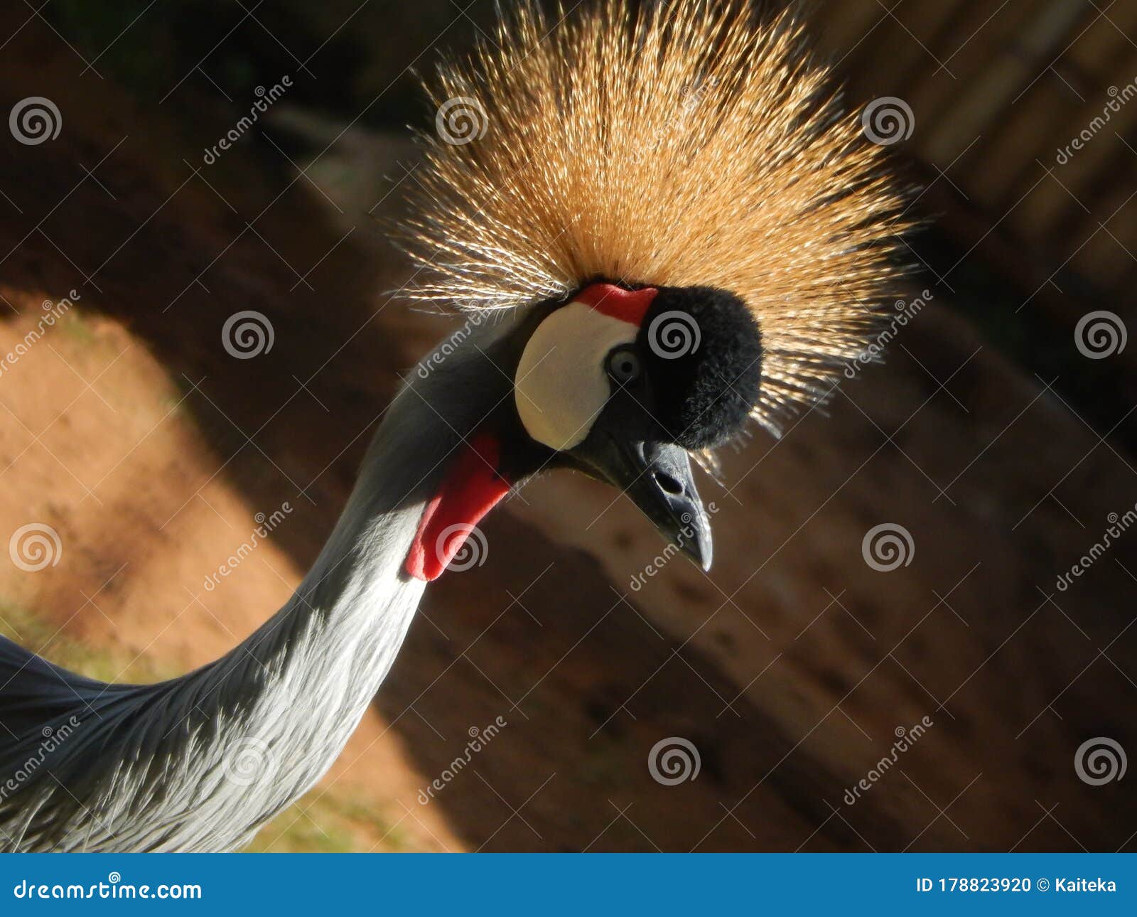 beautiful white crownes crane with gray plumage and blue eyes, looking directly at the photo