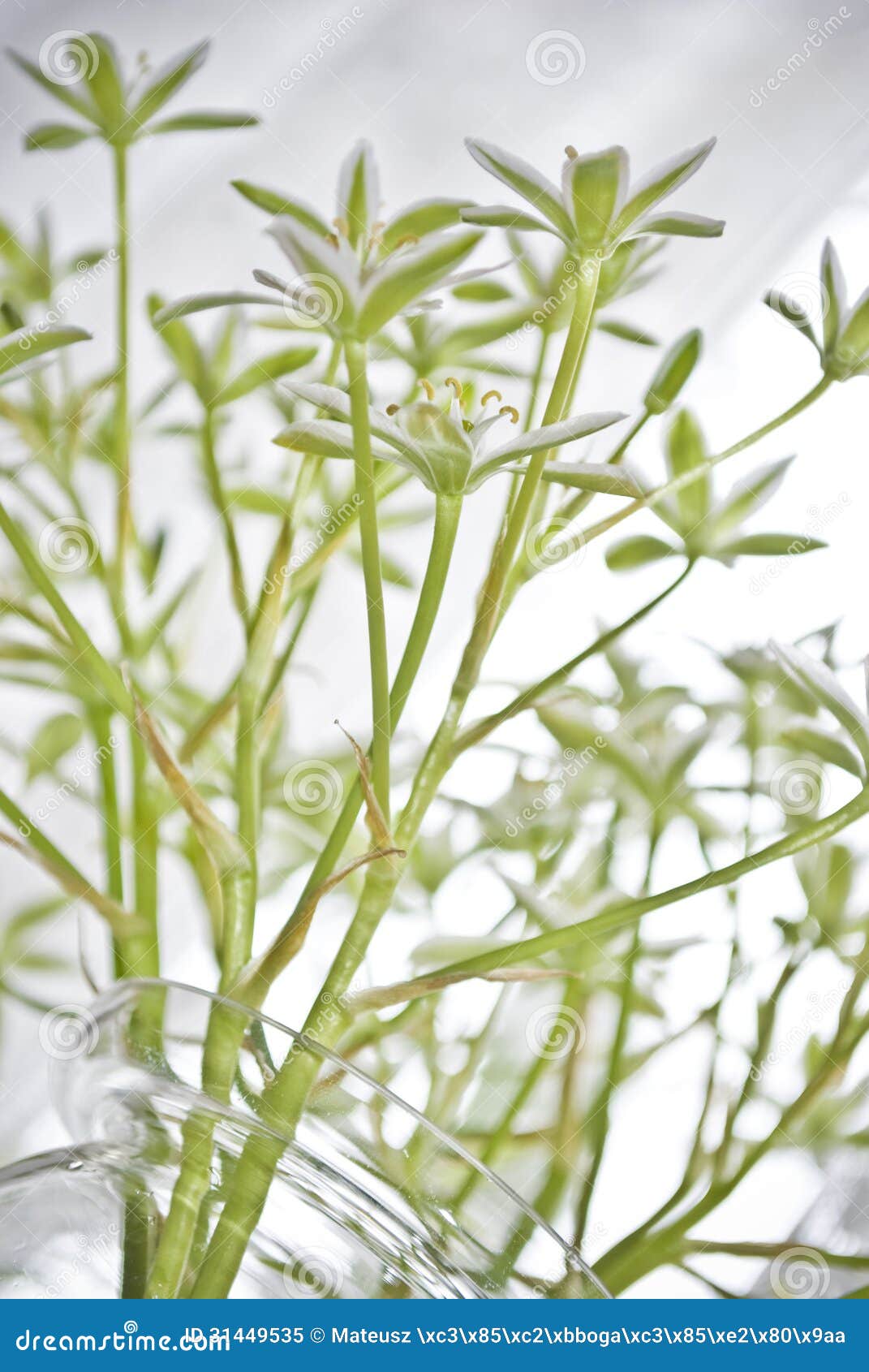 Beautiful White Cut Flowers in Vase Stock Image Image of beauty