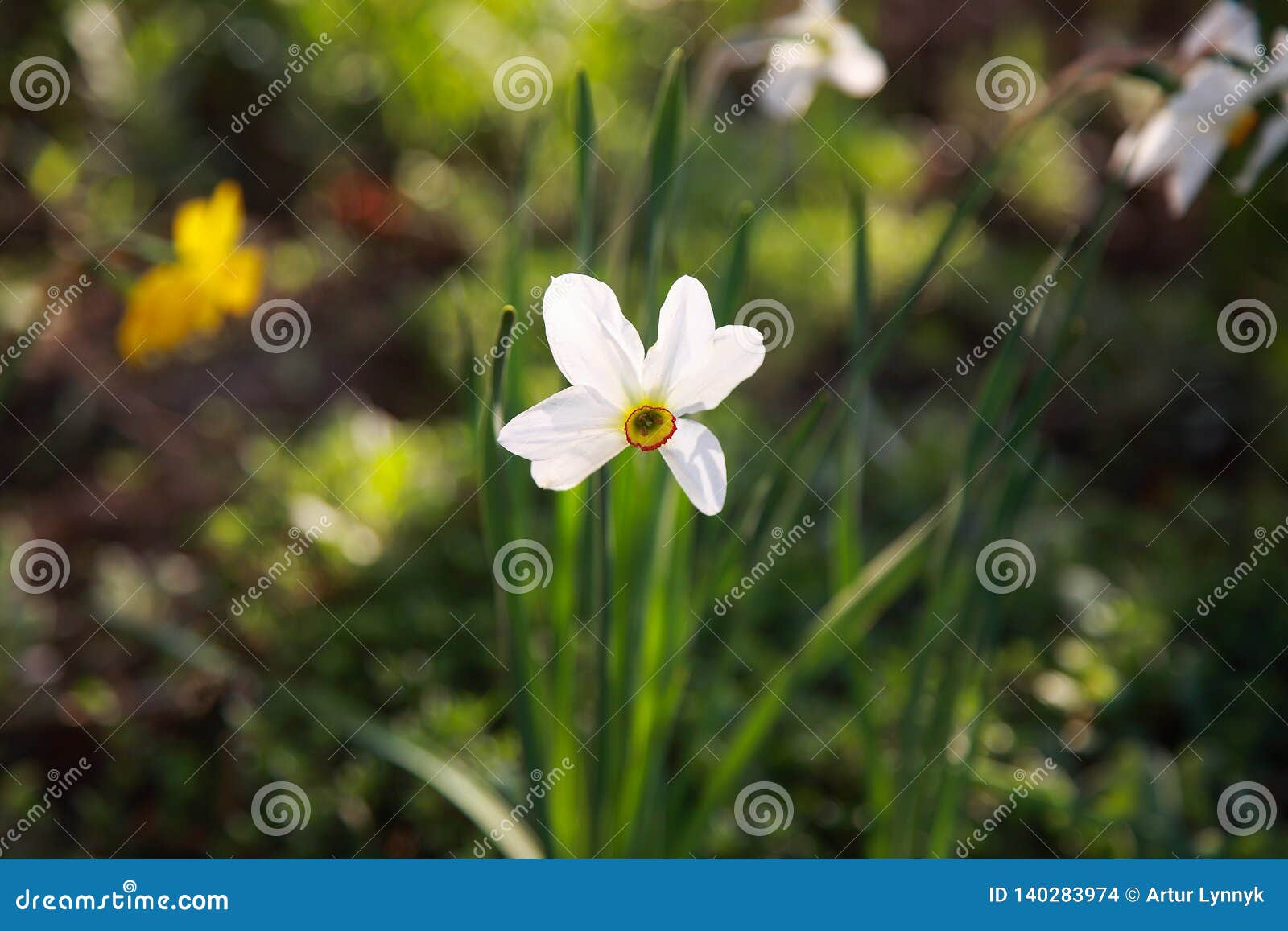 beautiful white daffodils bloom