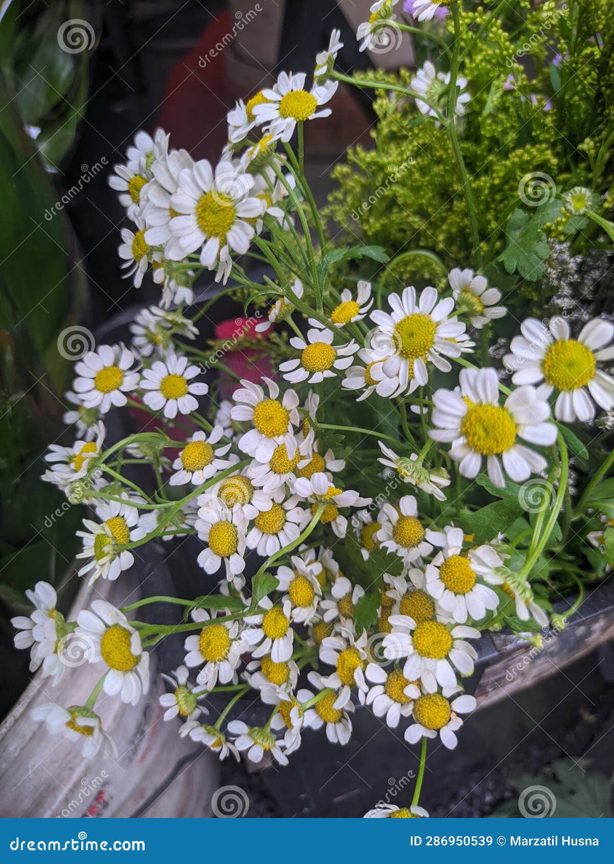 Beautiful White Daisy Flower Bouquet Stock Image Image of beautiful