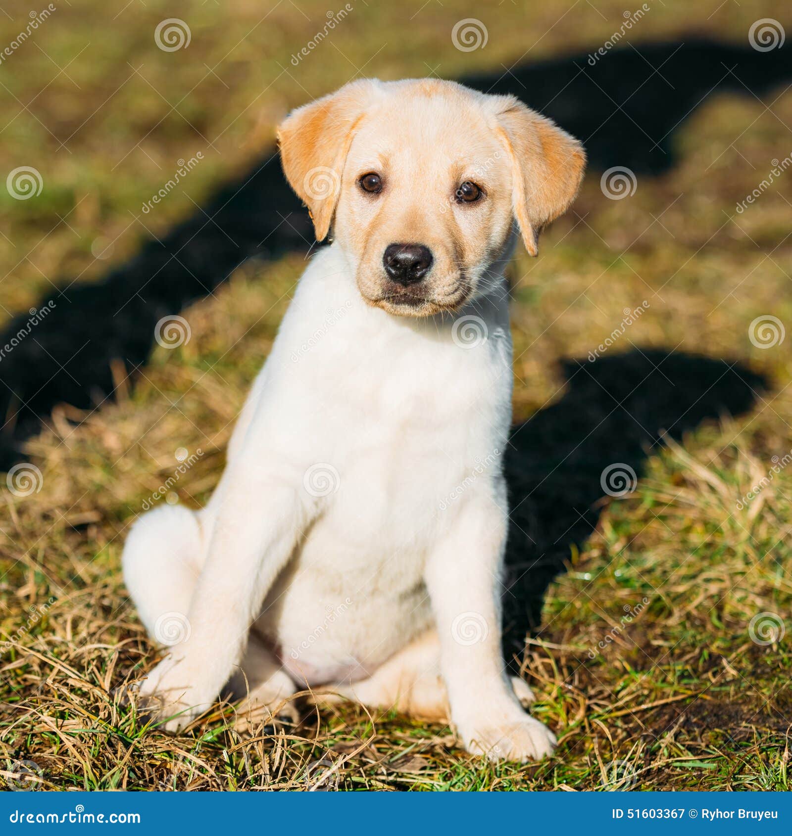Beautiful White Dog Lab Labrador Retriever Pup Stock Image - Image of ...