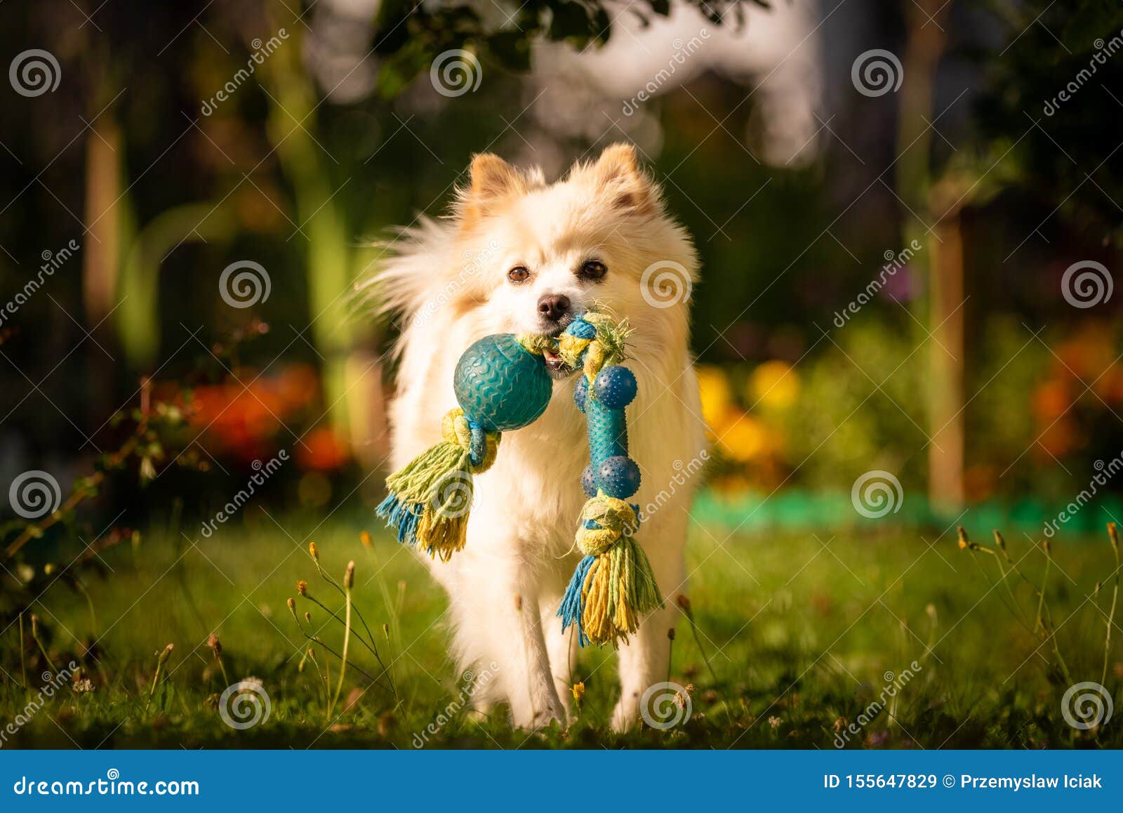 bungeejumpen zeil mate Beautiful White Dog - Pomeranian German Spitz Klein Fetching a Toy Running  Towards Camera Stock Image - Image of fetch, doggy: 155647829