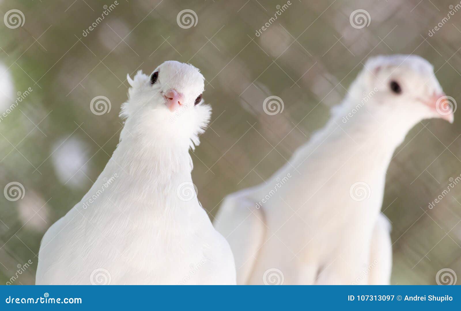 Beautiful White Dove in Nature Stock Image Image of feather, body