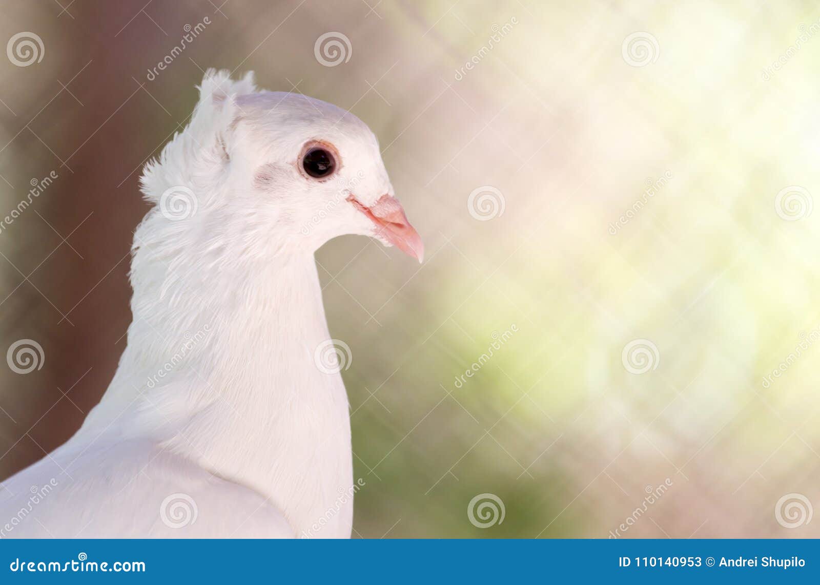 Beautiful White Dove in Nature Stock Image Image of horizontal