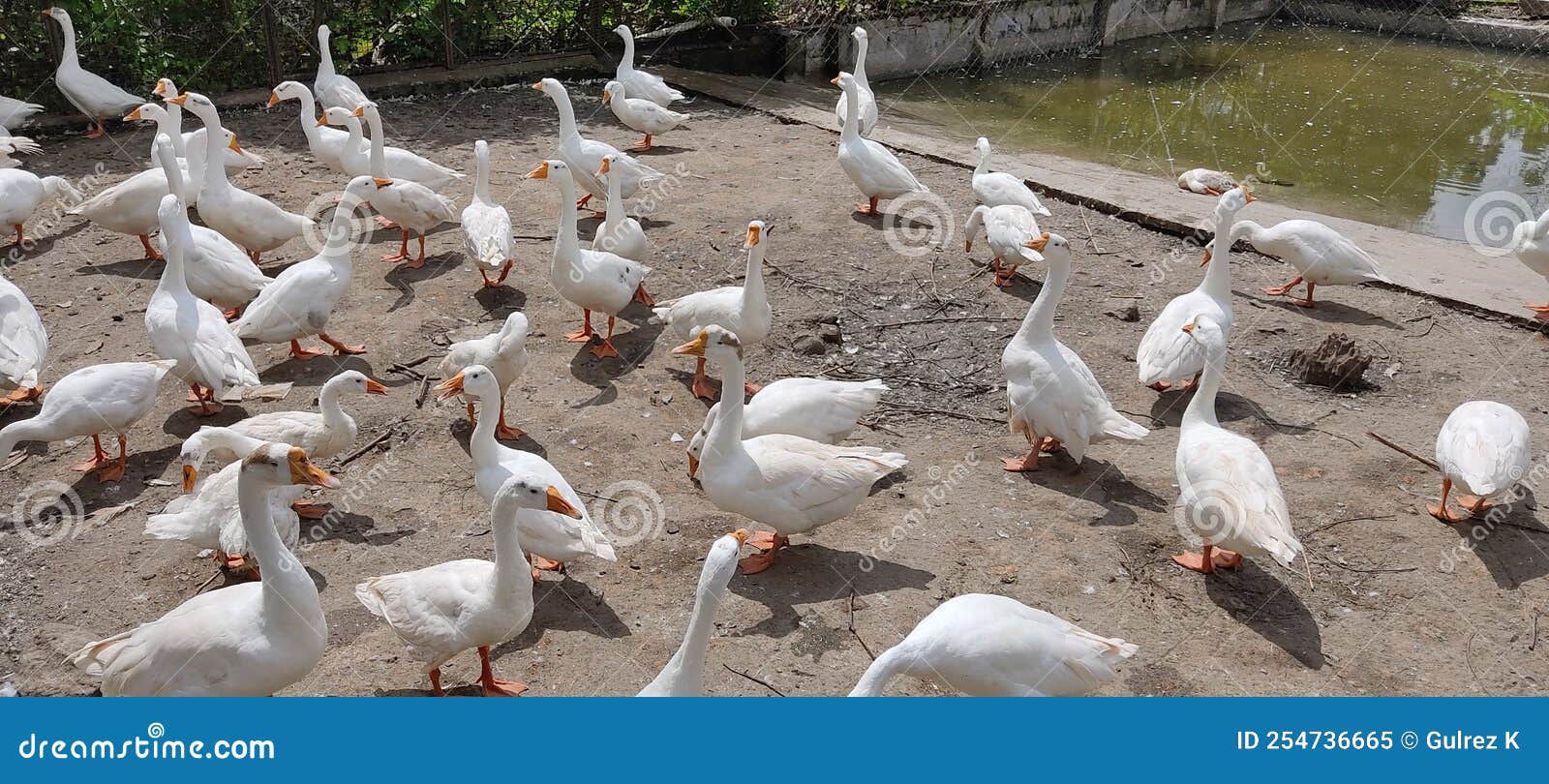 Herb of Beautiful White Ducks Stock Image Image of lake, medium