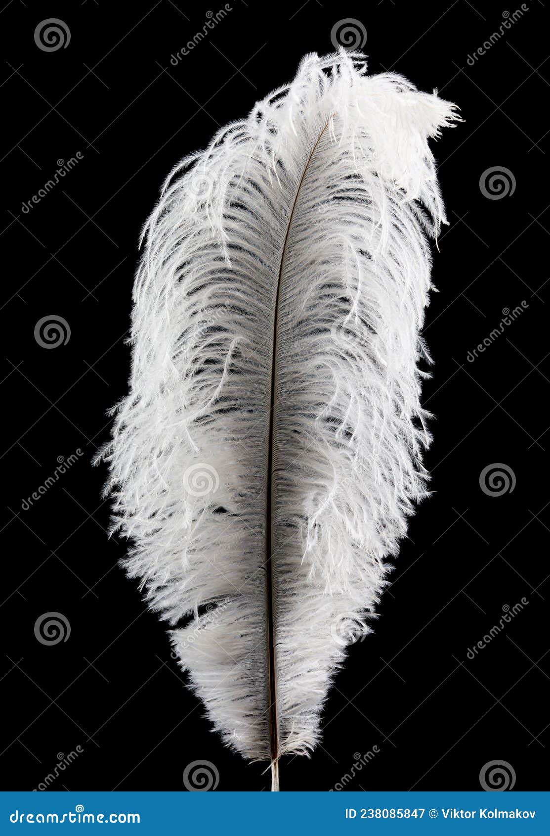 Beautiful White Feather on a Black Background Stock Image Image of black, design 238085847