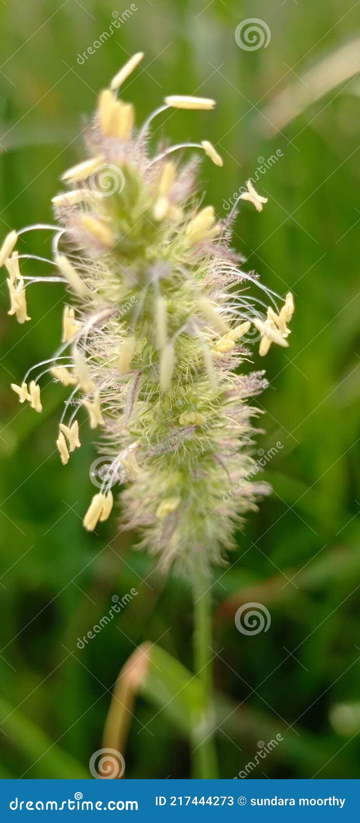 The Beautiful White Flower with the Background of Green Grass Stock