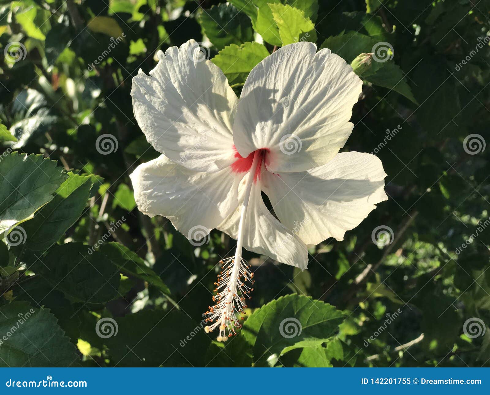 MIRI garden stock image. Image of garden, mini, purple 142201755