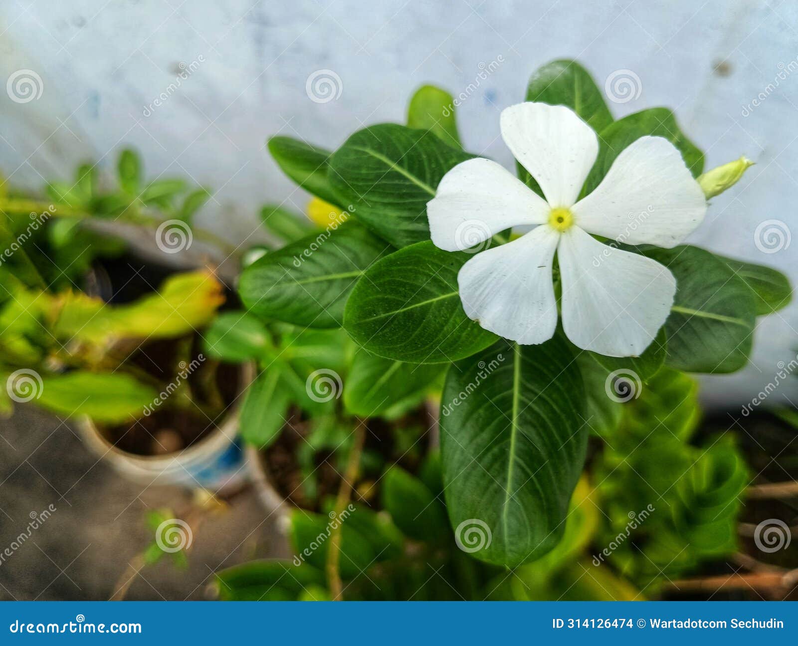 beautiful white flower and the green leaves natur