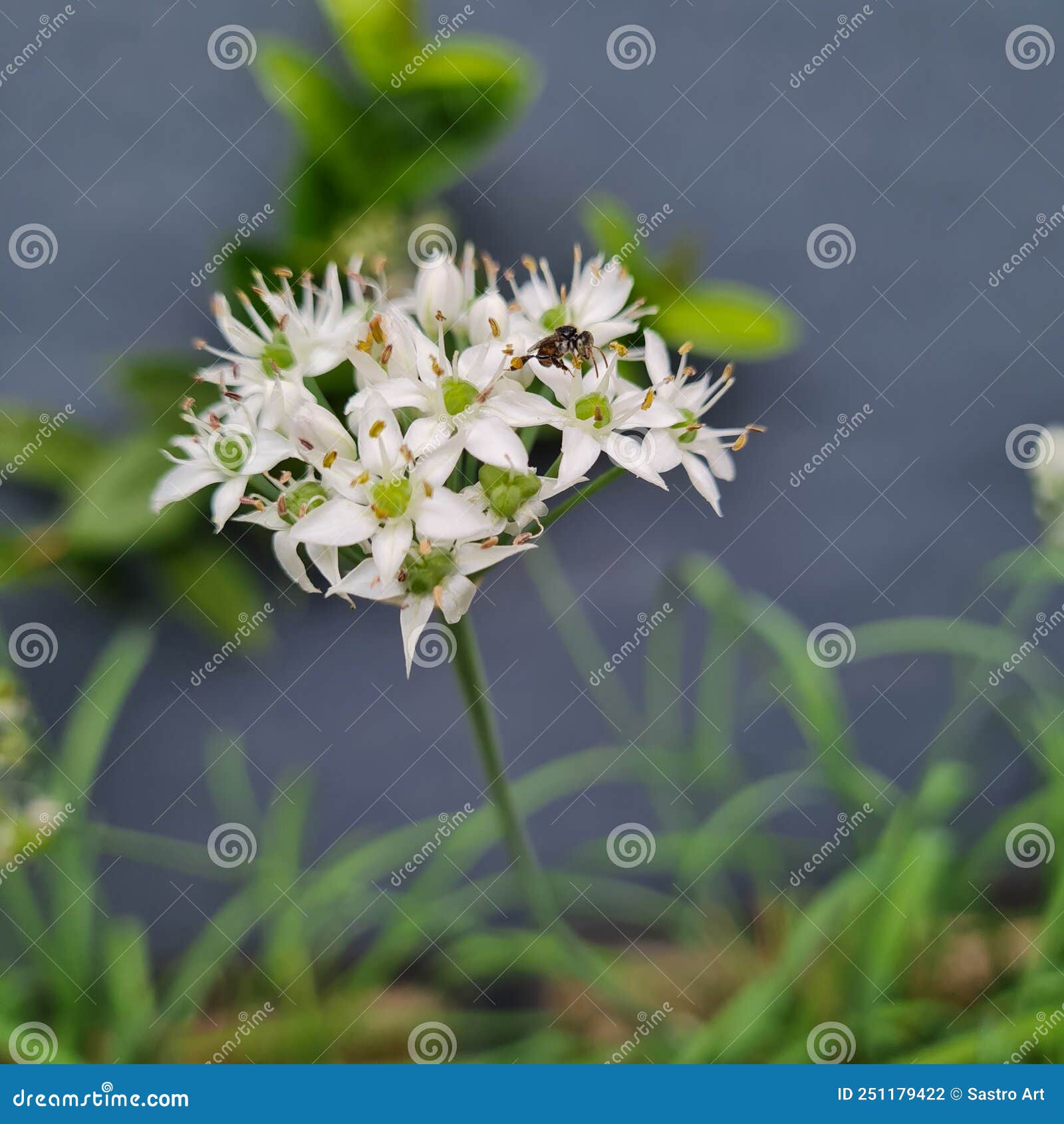 My Image 22