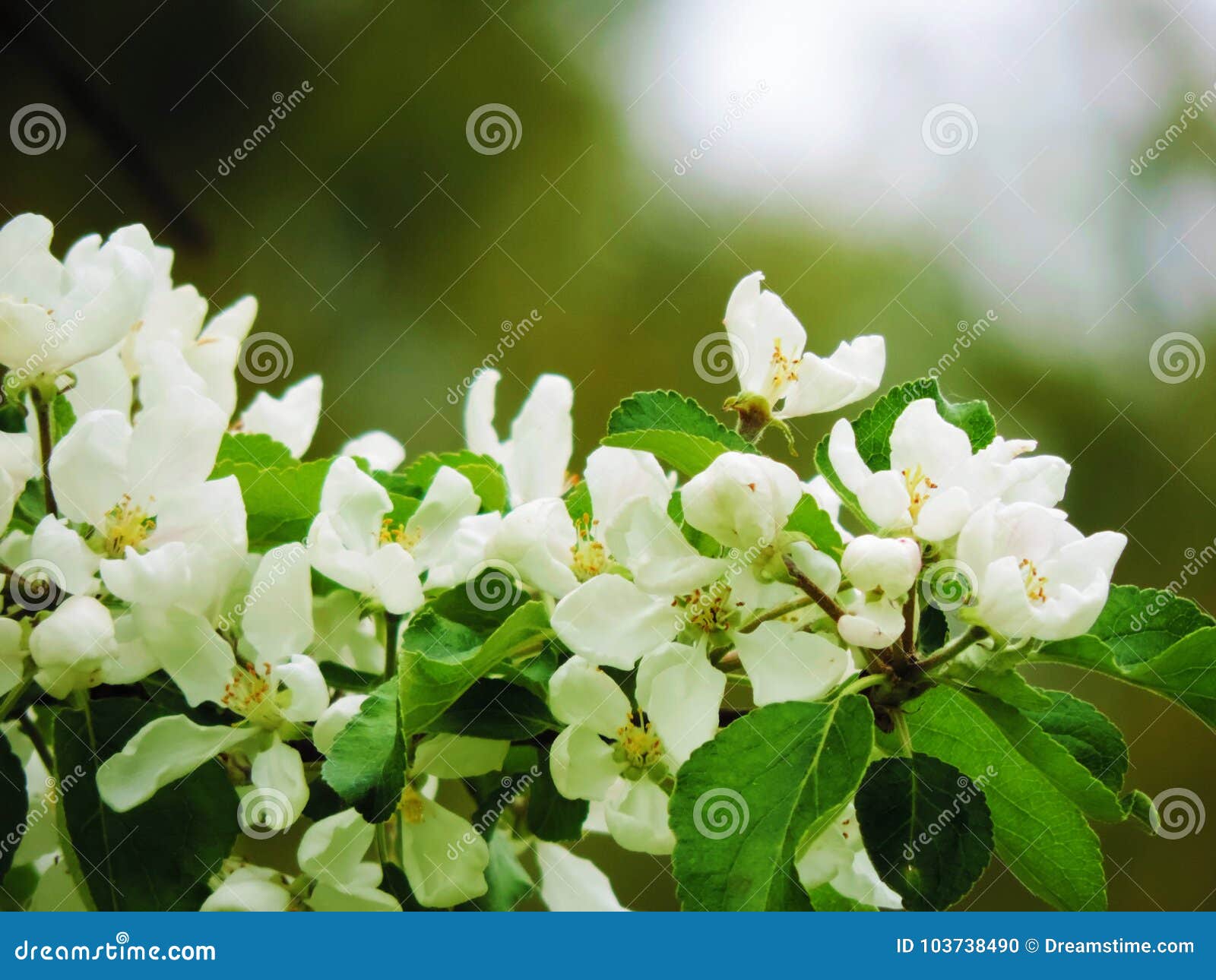 beautiful white flower