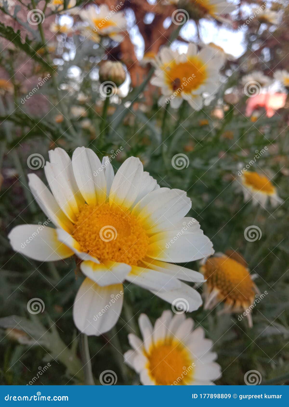 Beautiful White Flower with Orange Center Stock Image Image of design