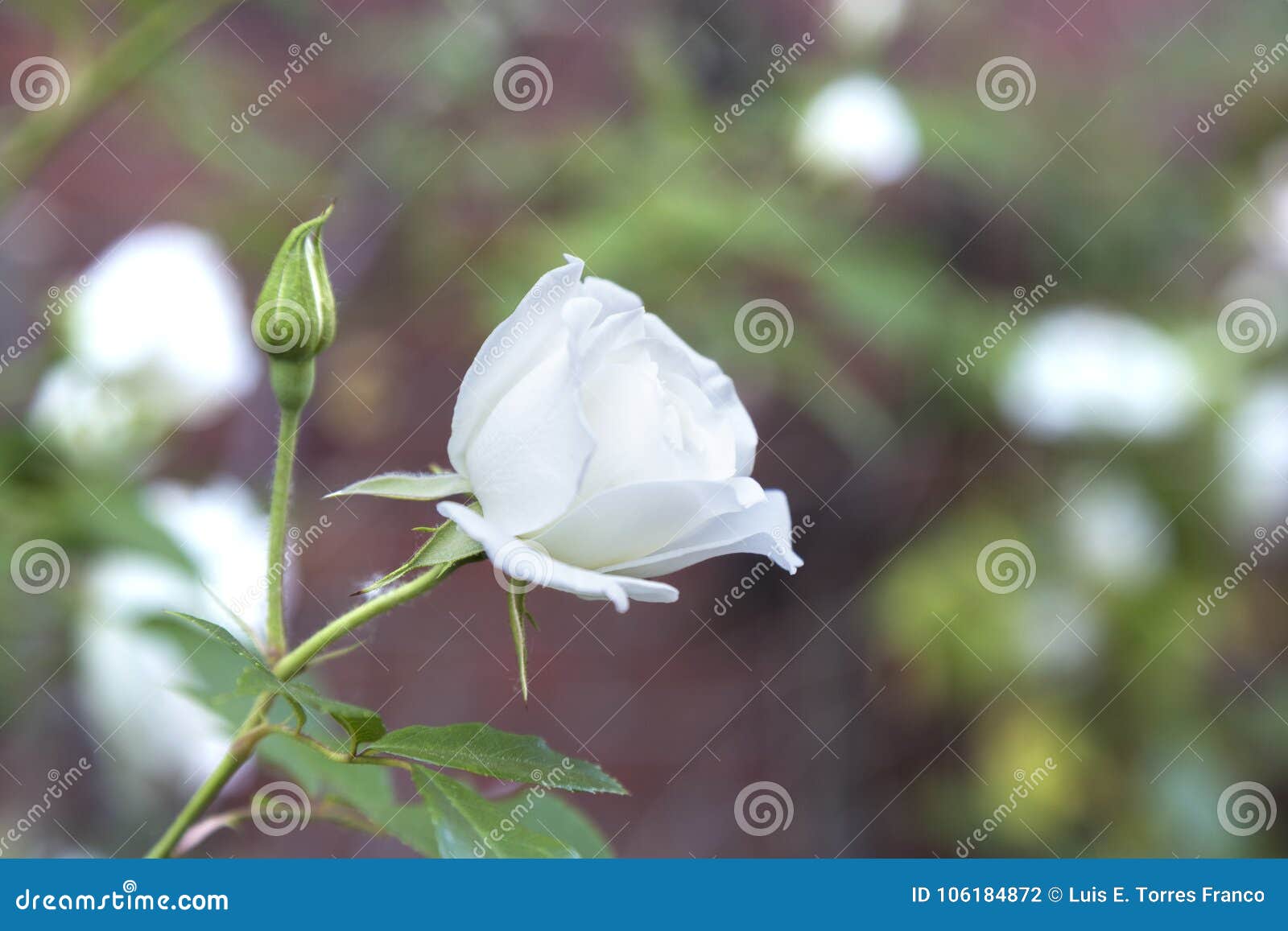 A Beautiful White Flower stock photo. Image of garden 106184872