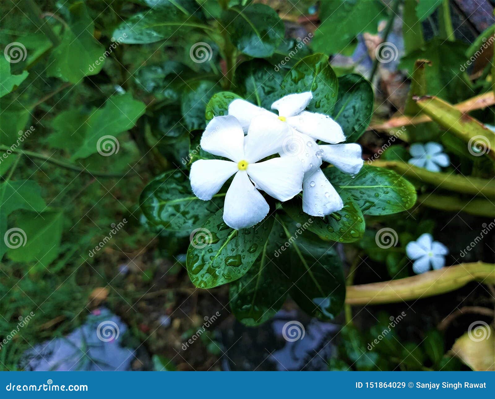 A Beautiful White Flower Waterdrop Greenish Leaves Stock Image Image Of Flowers Love A Beautiful White Flower Waterdrop Greenish Leaves Stock Image Image Of Flowers Love