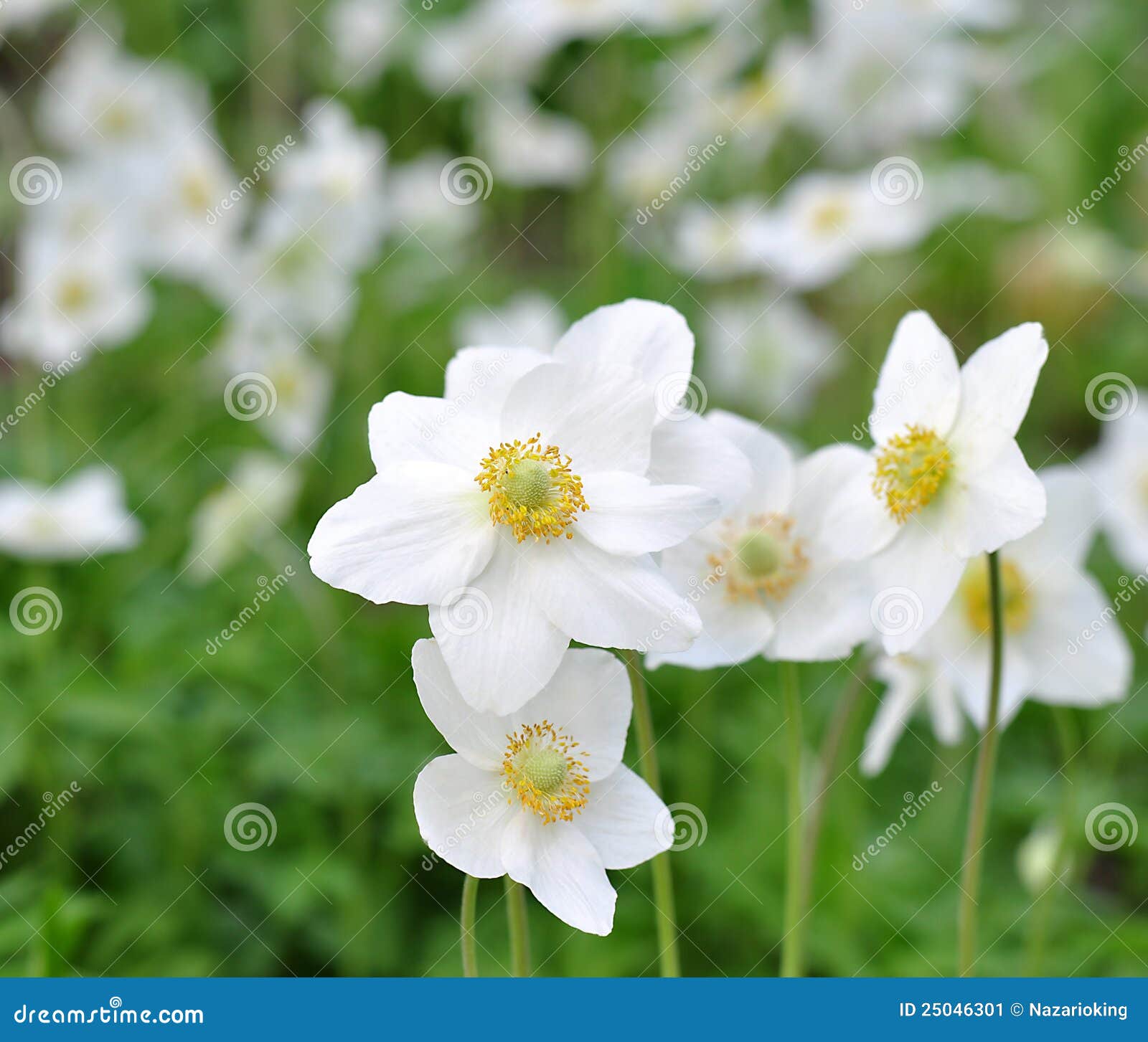 Beautiful white flowers stock image. Image of blooming - 25046301