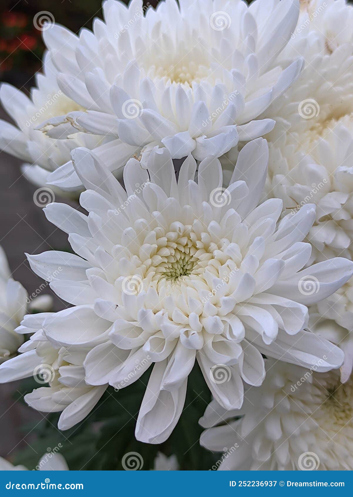 Beautiful White Flowers Bloom in the Afternoon Stock Image Image of