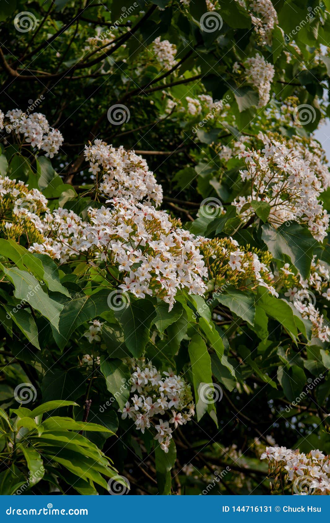 beautiful white flowers blooming on the treeÃ¯Â¼Ëtung tree flower