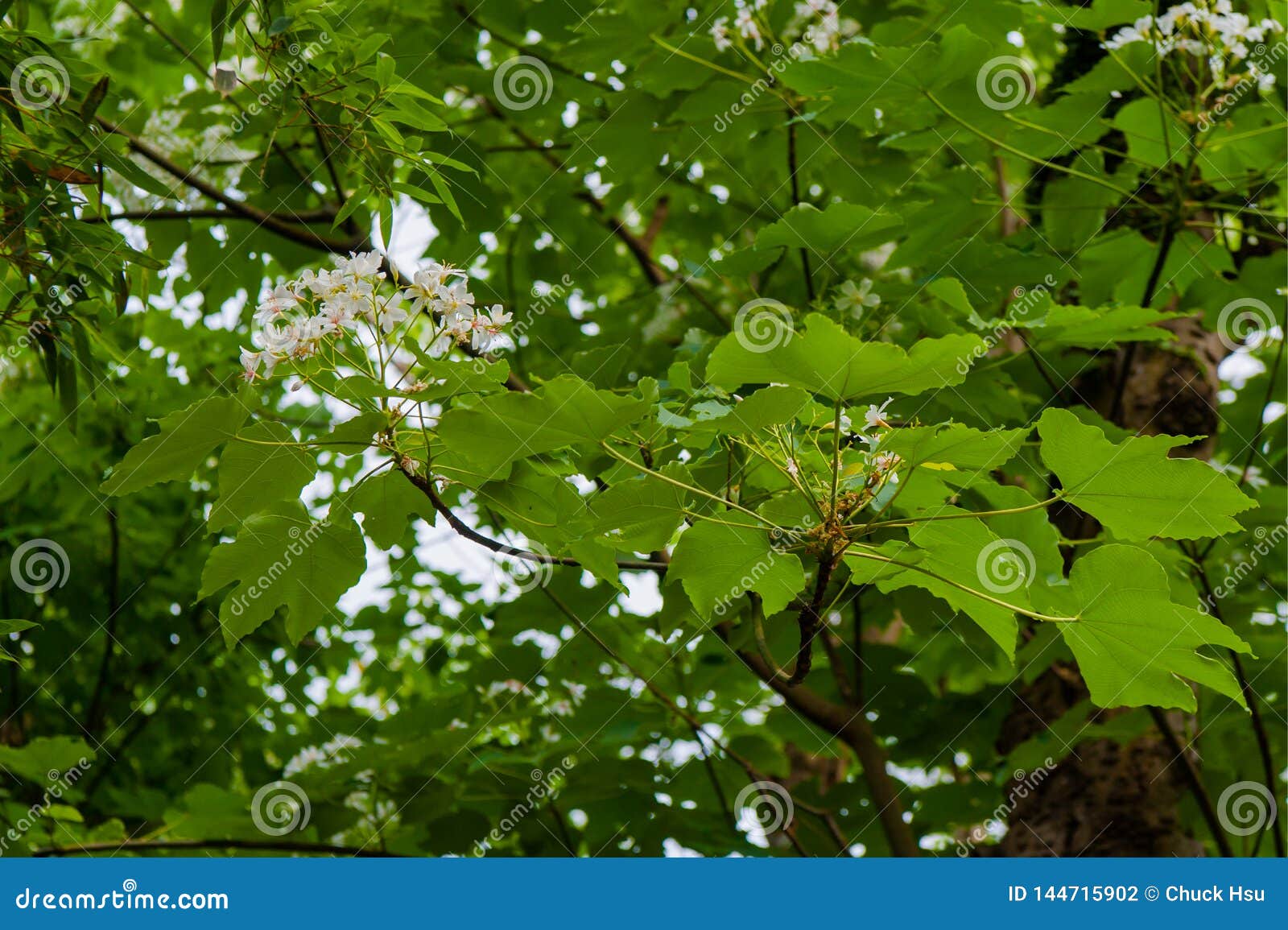 Beautiful White Flowers Blooming on the Treeï¼ˆtung Tree Flower Stock
