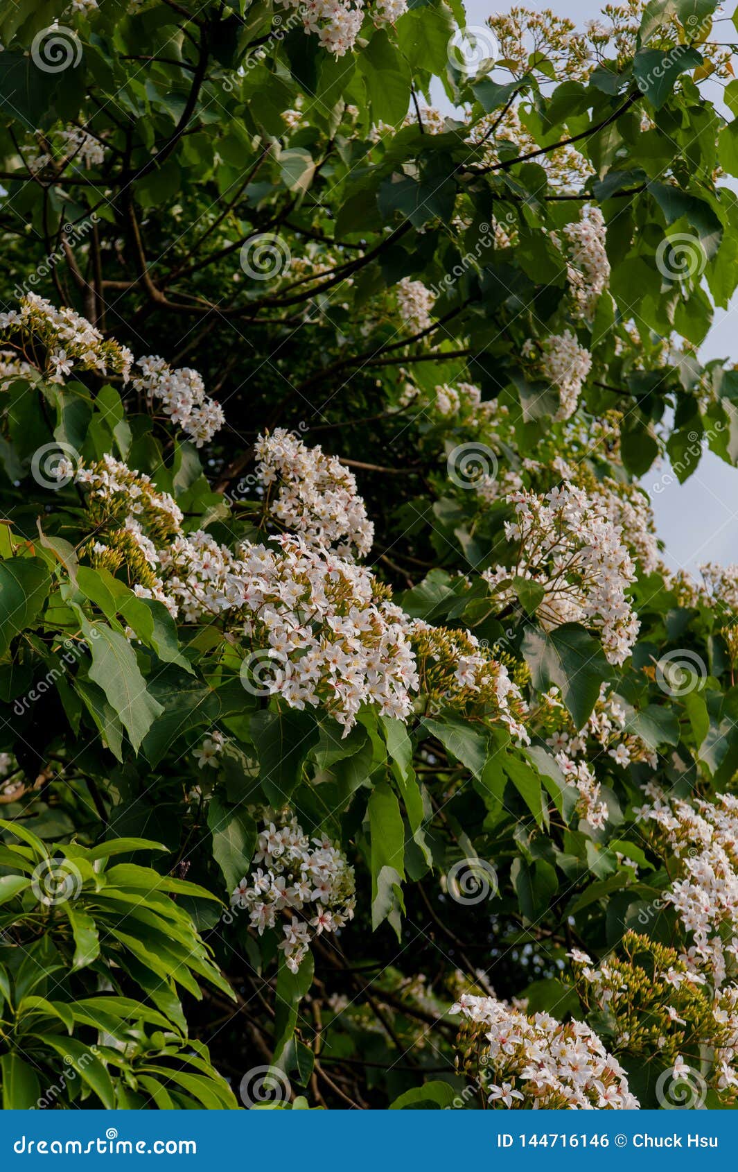 Beautiful White Flowers Blooming on the Treeï¼ˆtung Tree Flower Stock