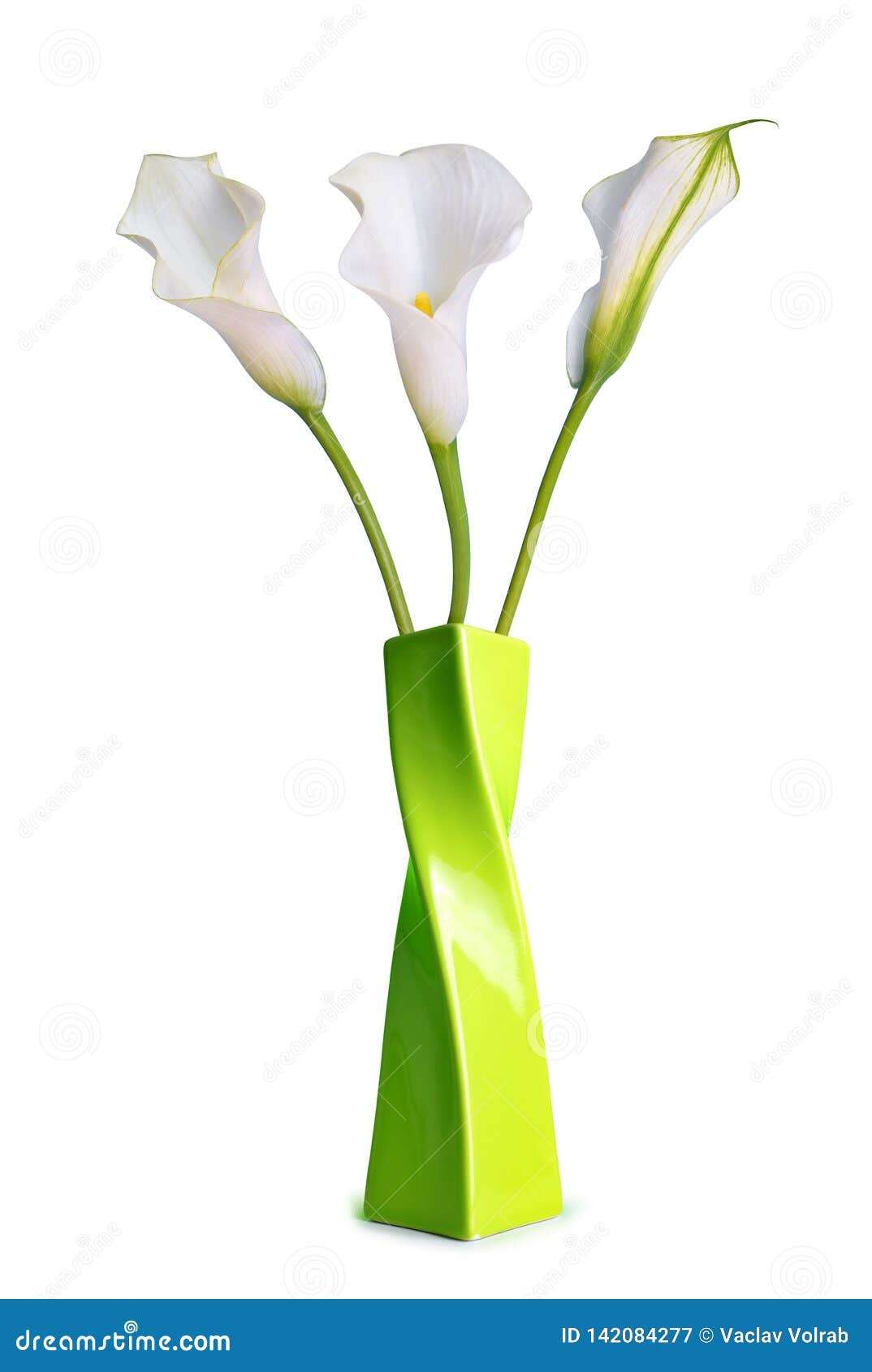 beautiful white flowers calla in green vase.
